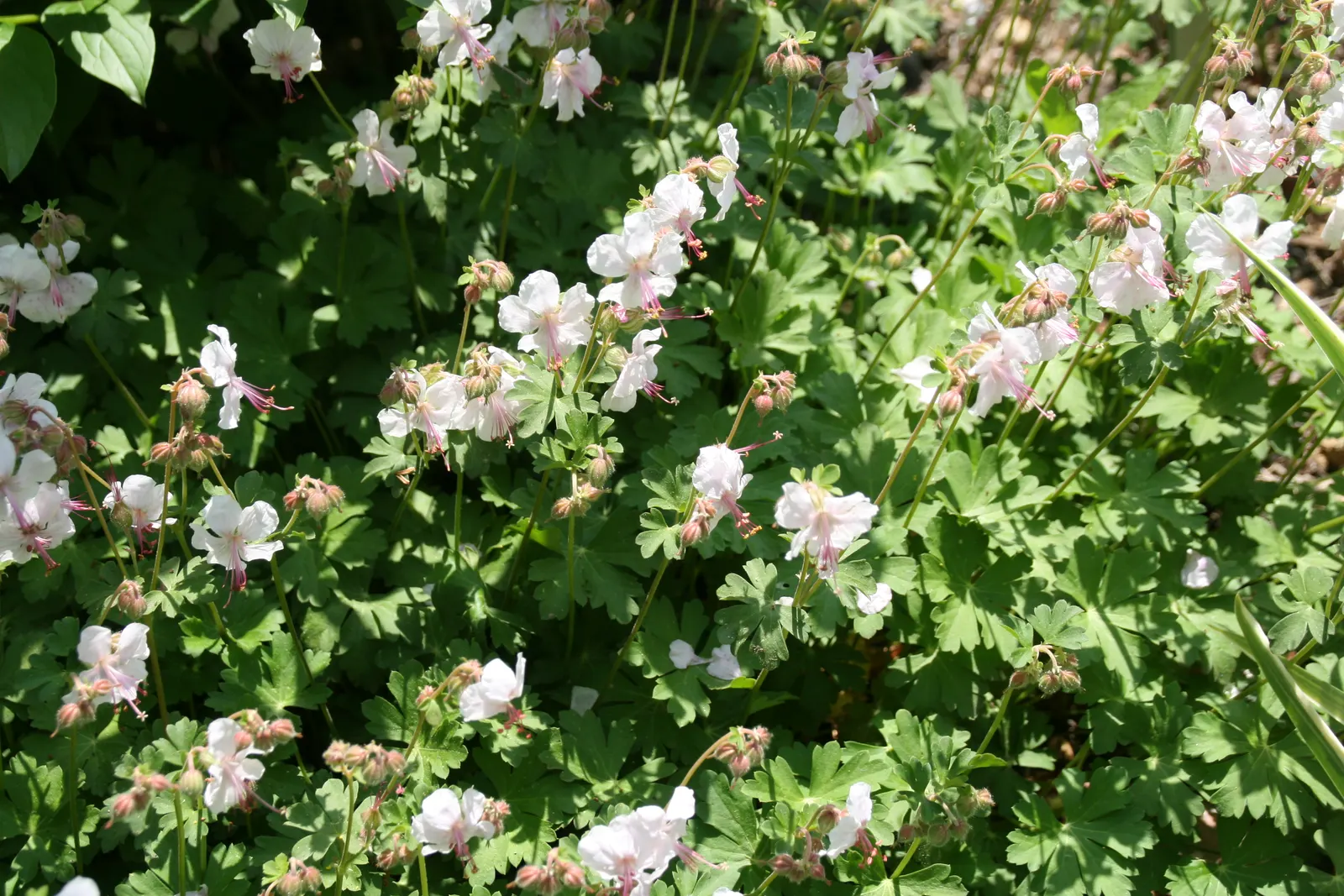 Brookside Cranesbill (Geranium 'Brookside') — Ideal for borders and cottage gardens, 'Brookside' attracts bees and requires minimal maintenance