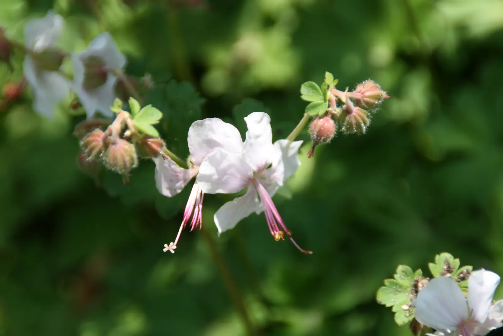 Brookside Cranesbill (Geranium 'Brookside') — ensuring a robust performance in a variety of climates.<br><br>This cranesbill variety features finely-cut