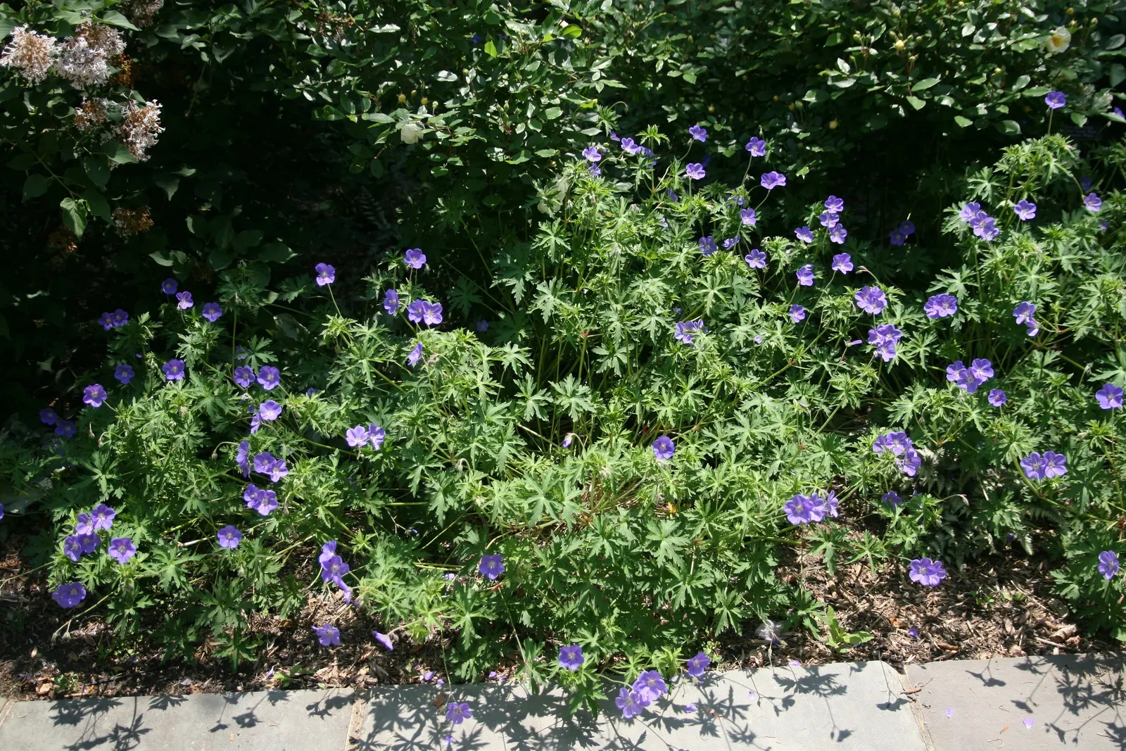 Brookside Cranesbill (Geranium 'Brookside') — The foliage may take on attractive red hues in the fall
