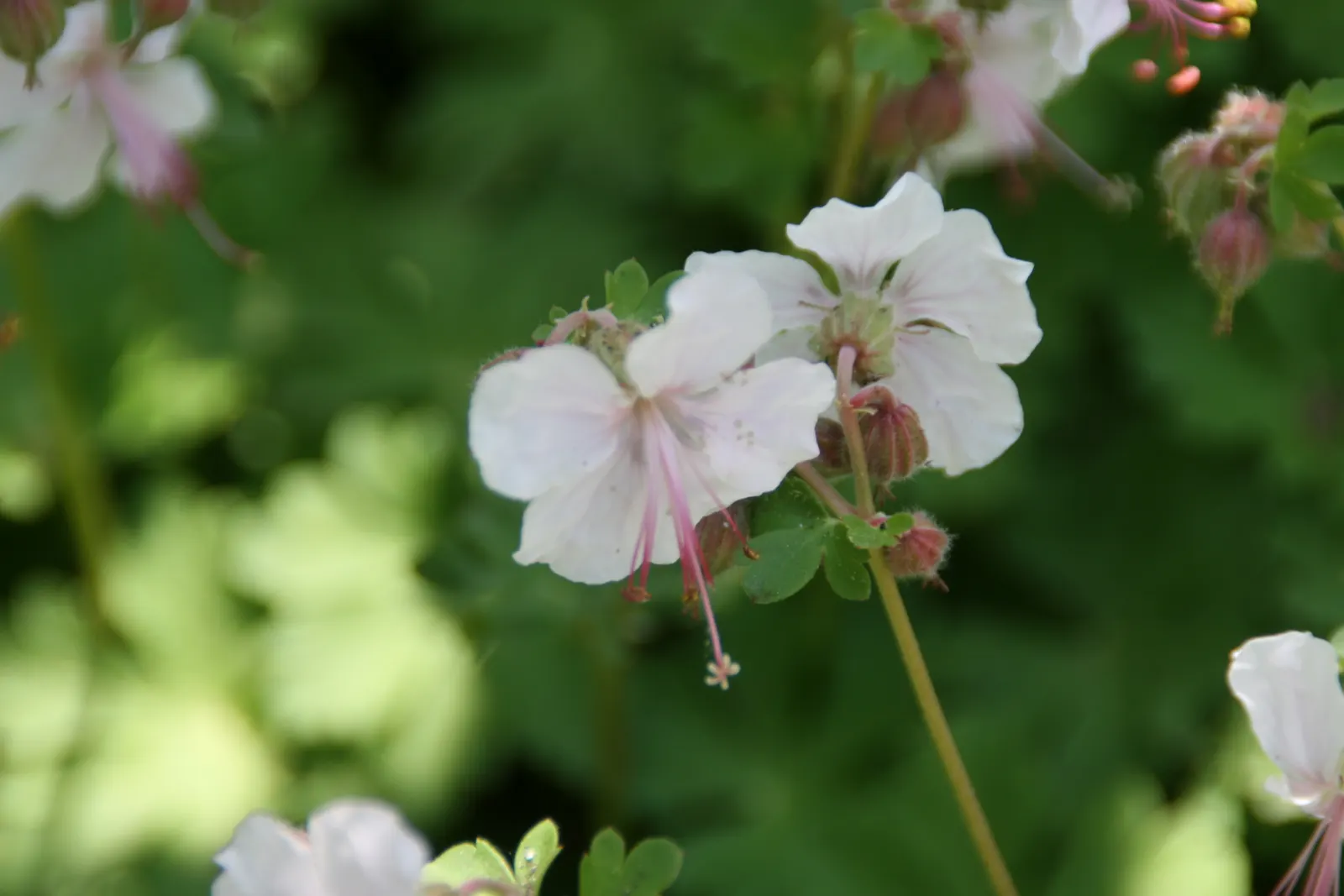 Brookside Cranesbill (Geranium 'Brookside') — Hardiness zones for this plant range from USDA zones 4 through 8