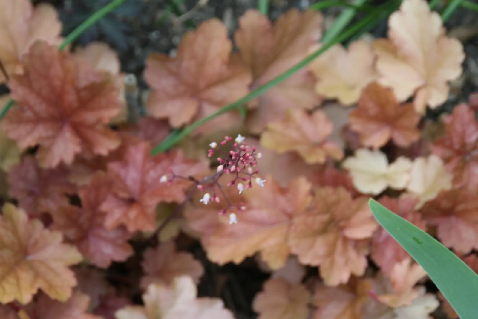 Brookside Cranesbill (Geranium 'Brookside') — it thrives in full sun to part shade and well-draining soil