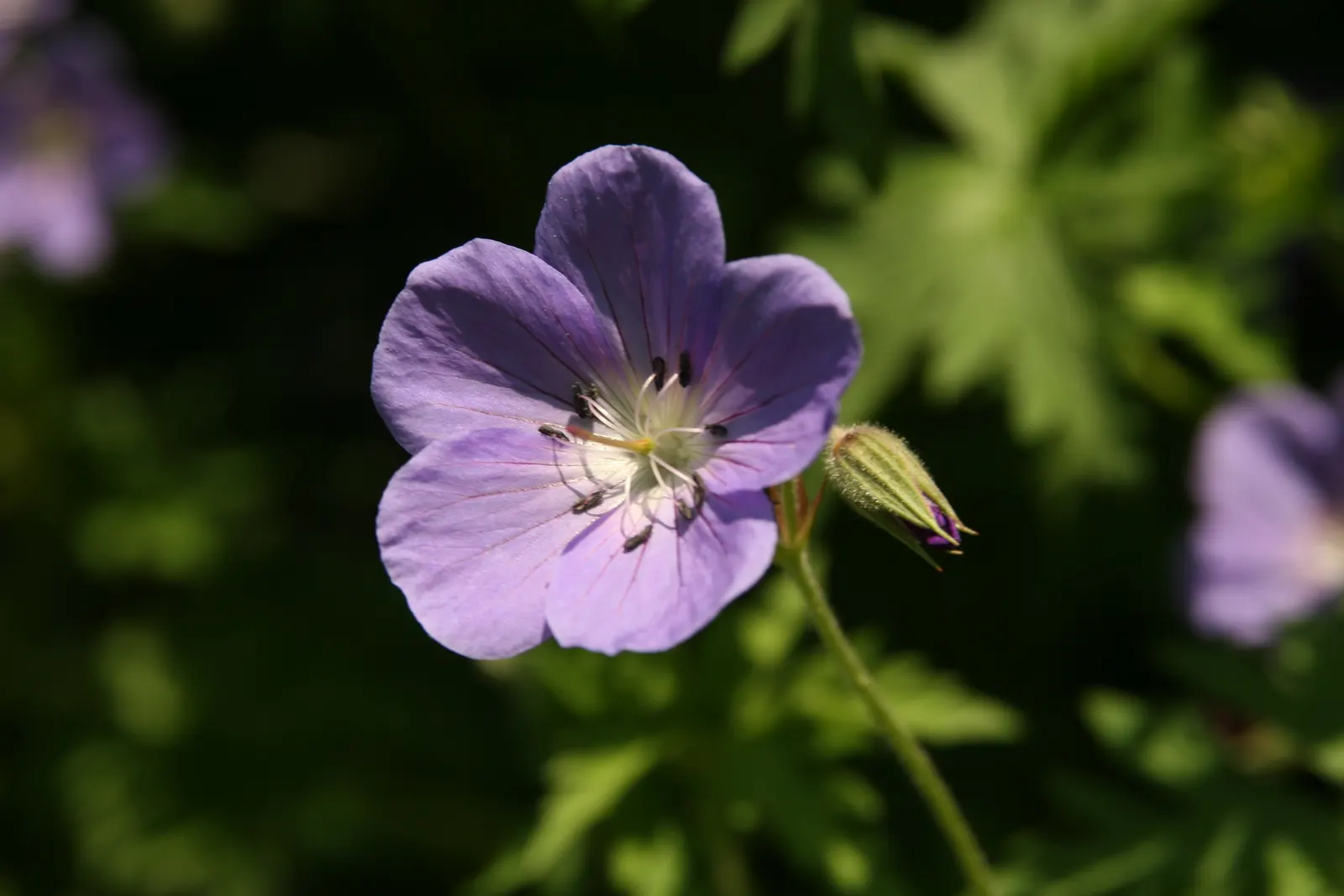 Brookside Cranesbill (Geranium 'Brookside') — typically reaching a height of about 18 to 24 inches
