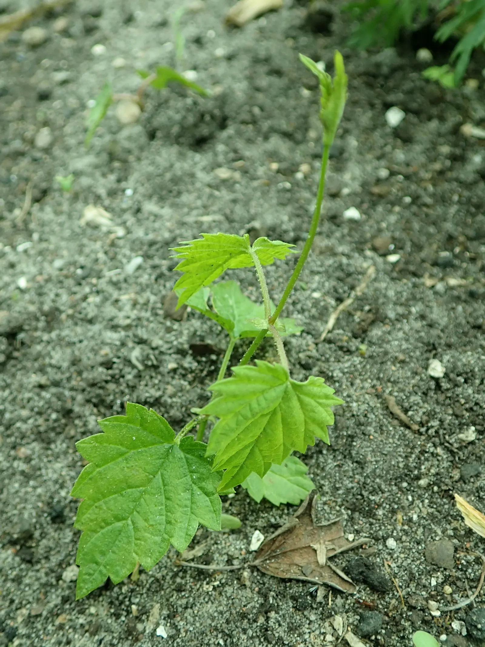 Hops (Humulus Lupulus) — Native to the Northern Hemisphere; its deep green, lobed leaves add a lush backdrop, while late summer blooms appeal to, image 56
