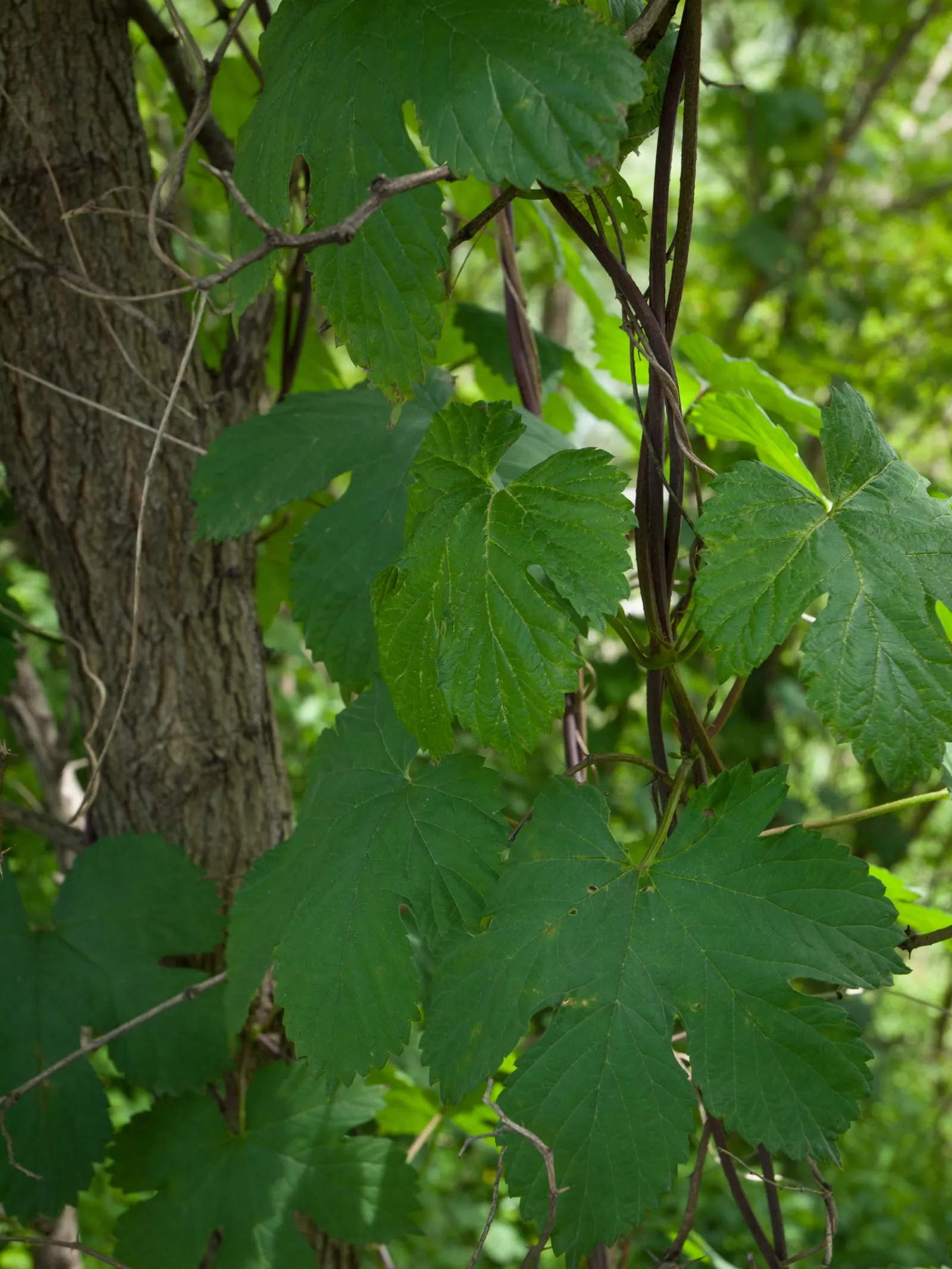 Hops (Humulus Lupulus) — <br><br>When incorporating Humulus lupulus into garden designs, provide ample space for their expansive habit