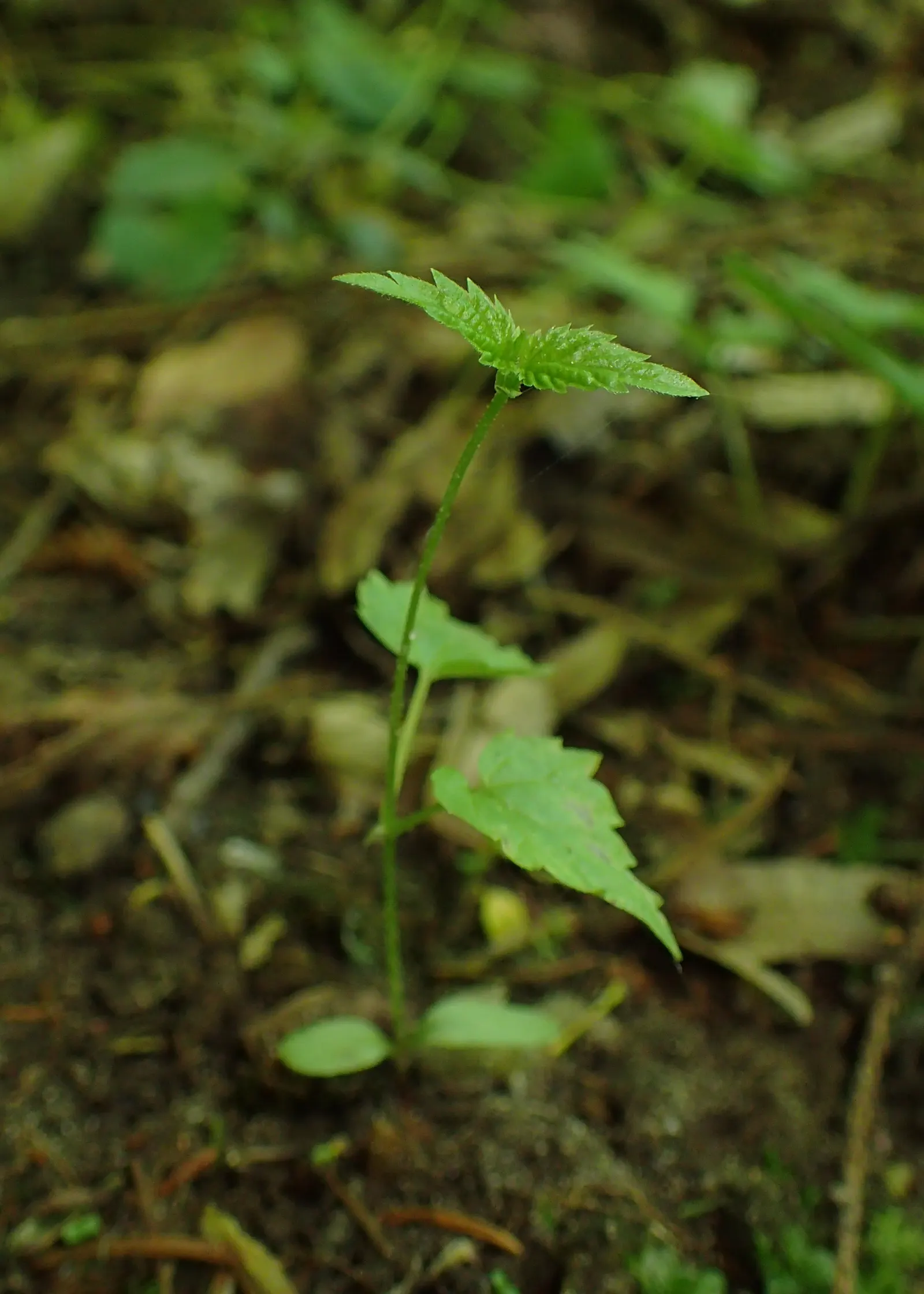 Hops (Humulus Lupulus) — These green to pale yellow cones; hops are characterized by their climbing, image 60