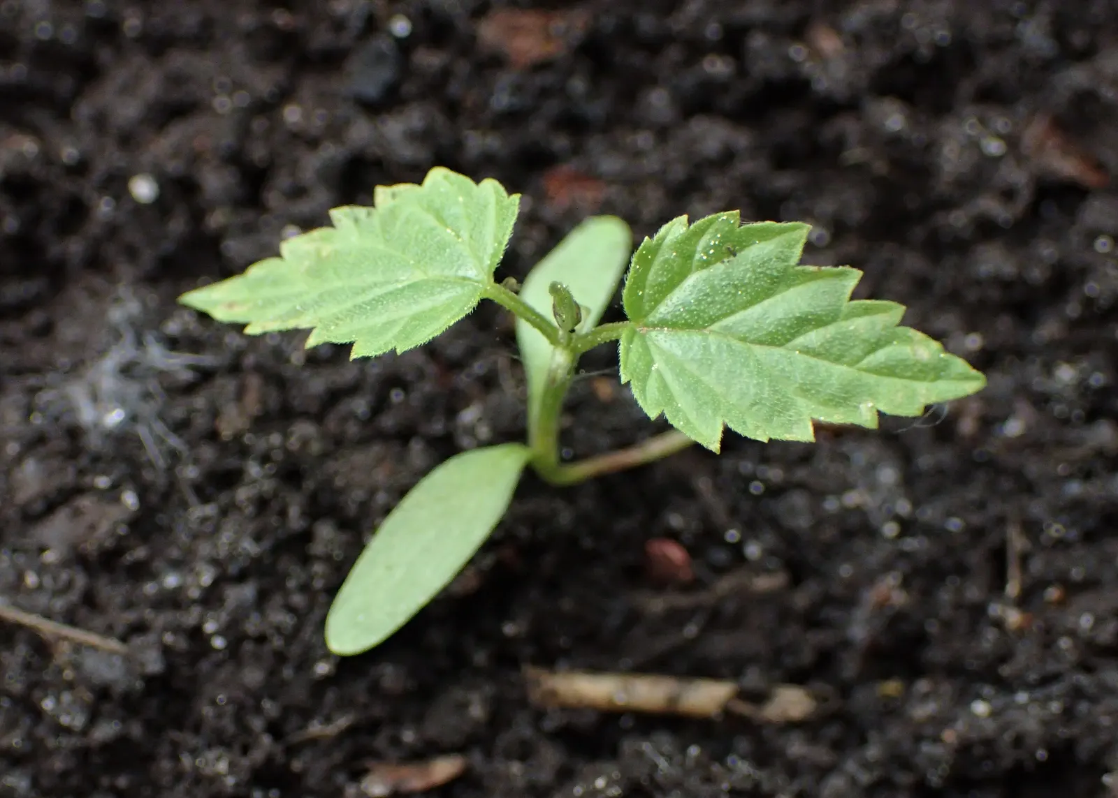 Hops (Humulus Lupulus) — usually around 1 to 3 inches long