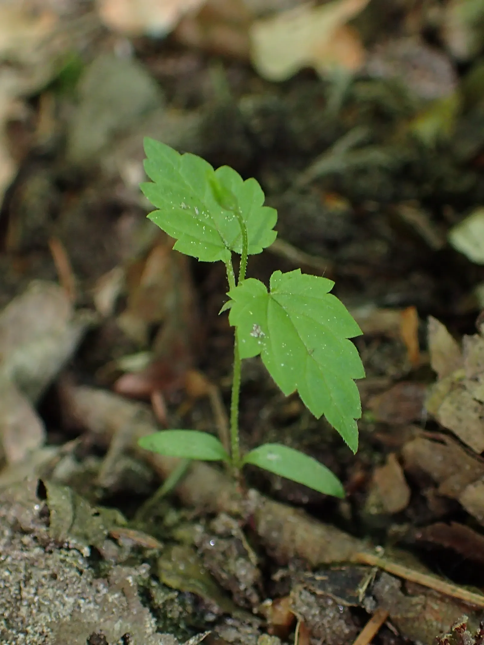 Hops (Humulus Lupulus) — hops demand well-drained soil with a pH ranging from 6.0 to 7.5; including hops can bring vertical interest to the space, image 65
