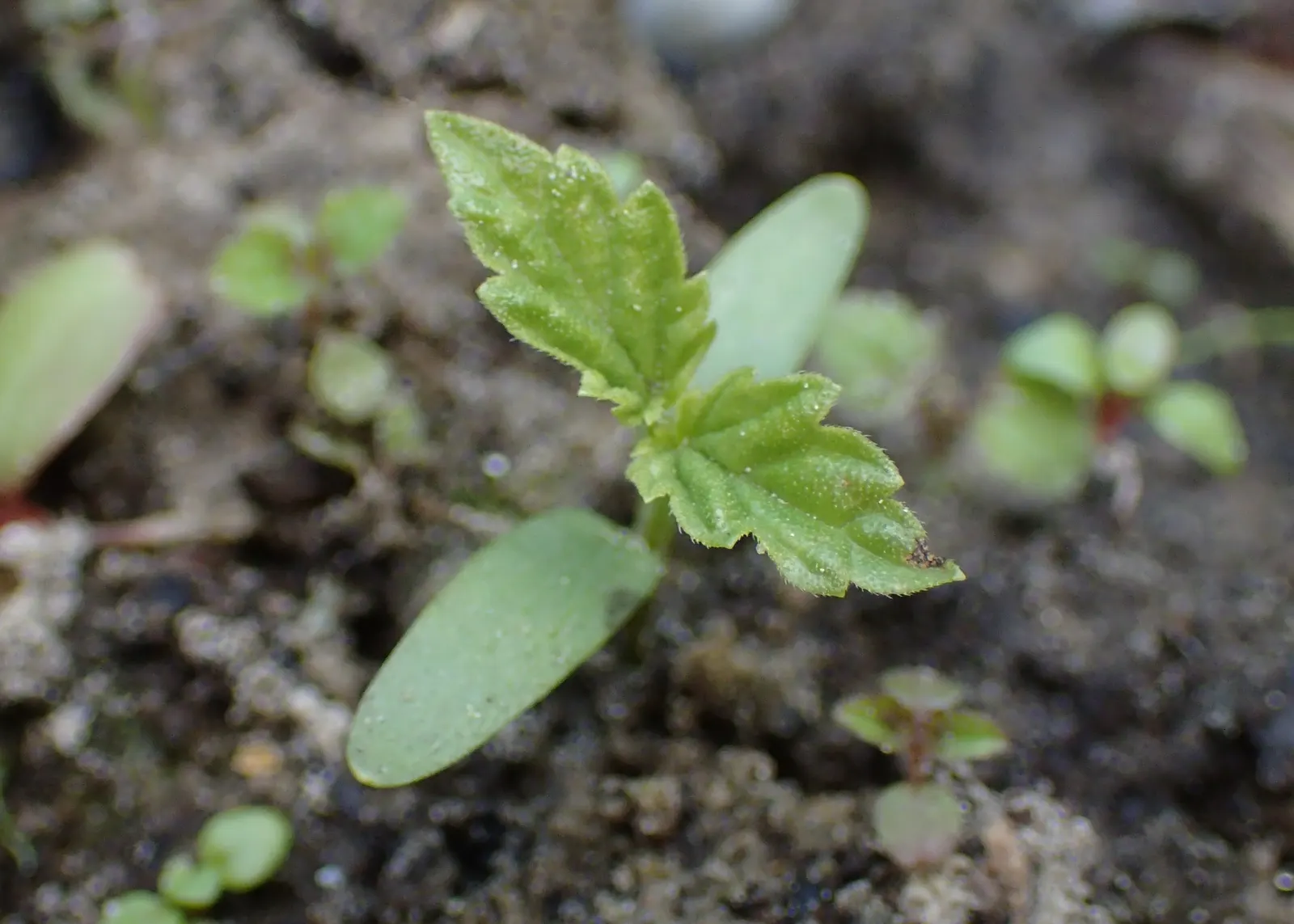 Hops (Humulus Lupulus) — hops are characterized by their climbing; these green to pale yellow cones