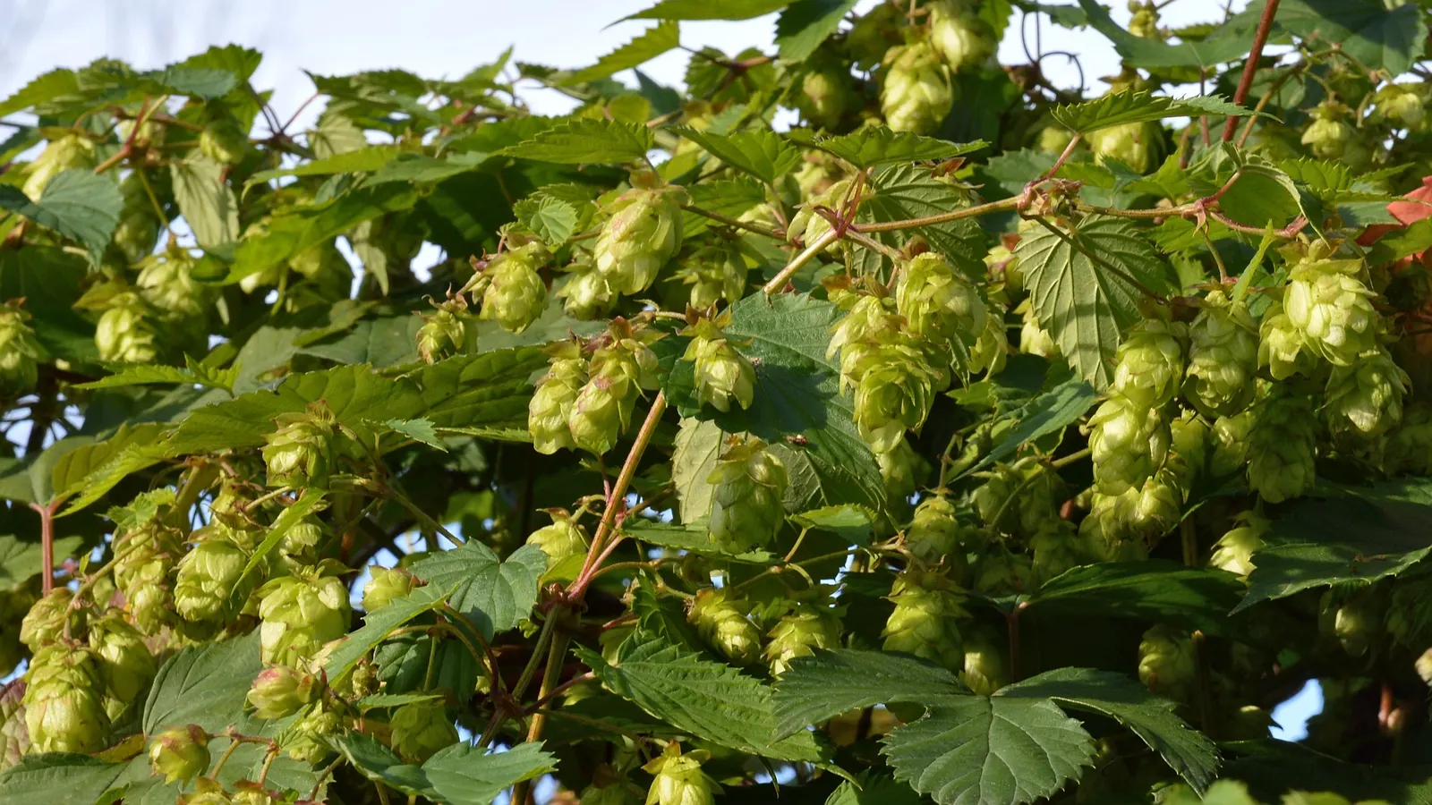 Hops (Humulus Lupulus) — which are the female inflorescences of the species