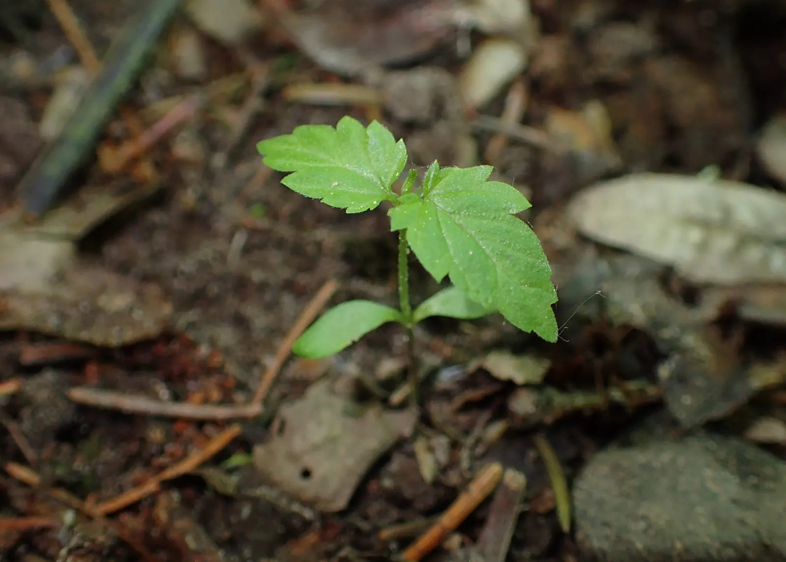 Hops (Humulus Lupulus) — as well as attract pollinators with their aromatic flowers