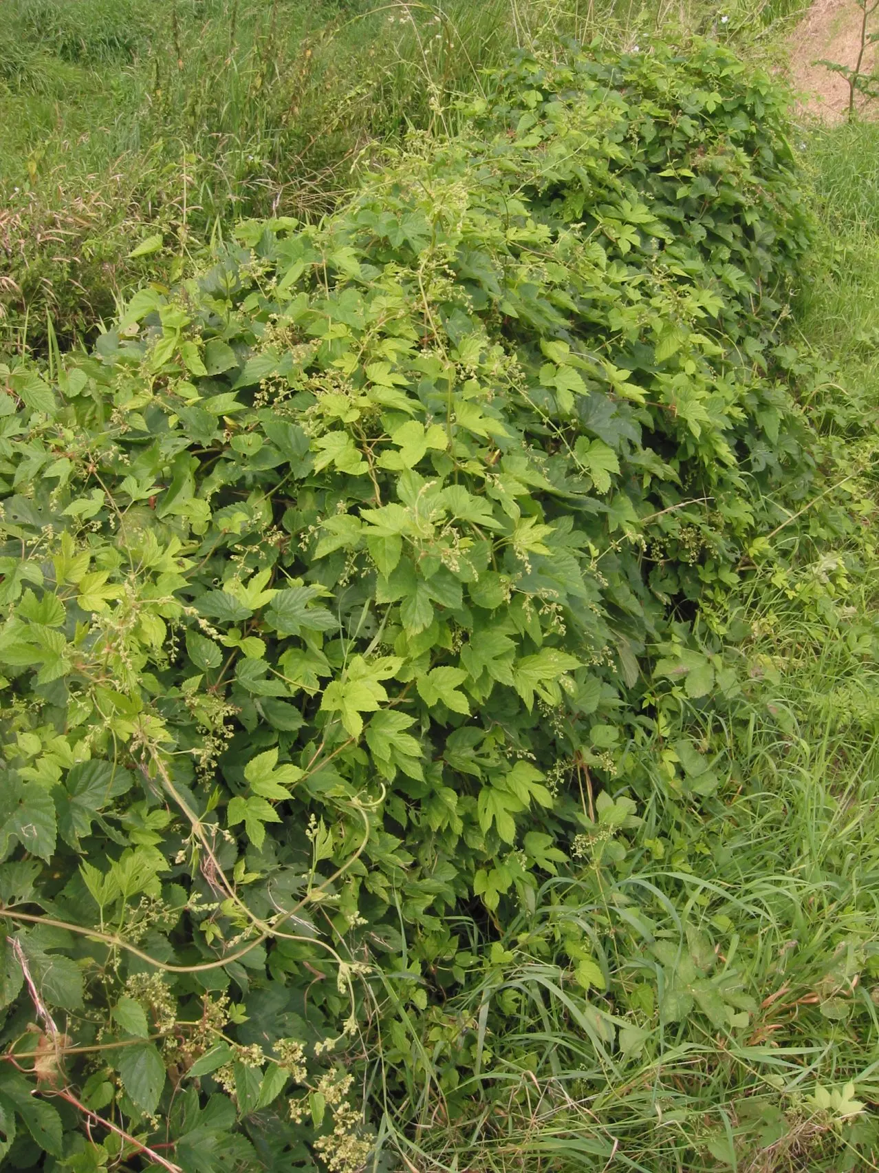 Hops (Humulus Lupulus) — These green to pale yellow cones
