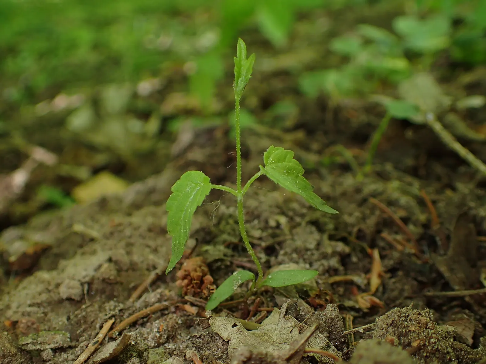 Hops (Humulus Lupulus) — Including hops can bring vertical interest to the space