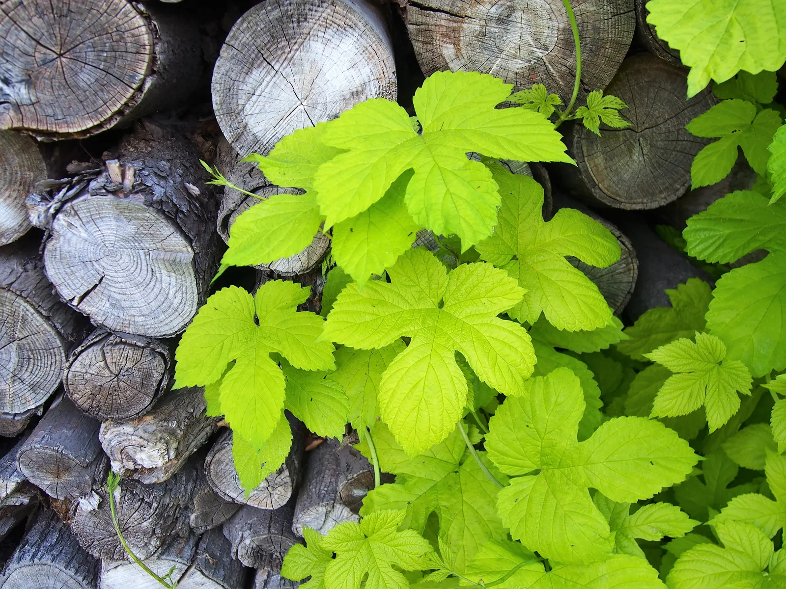Hops (Humulus Lupulus) — while also offering ornamental appeal in landscape designs; green flowers in the garden, image 79