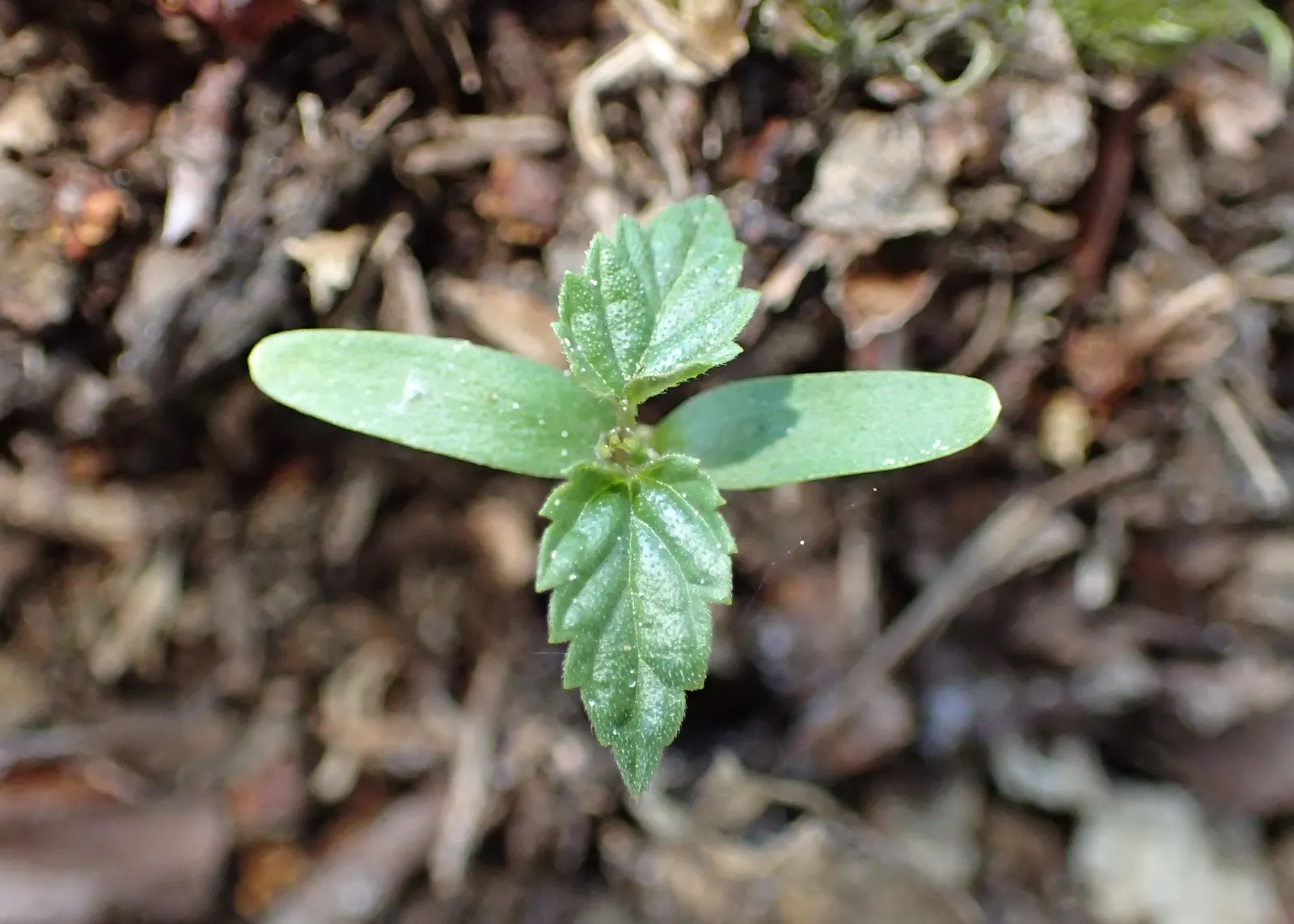 Hops (Humulus Lupulus) — is a vigorous perennial vine treasured in brewing for its cone-like flowers; this dioecious plant, with separate male and, image 73