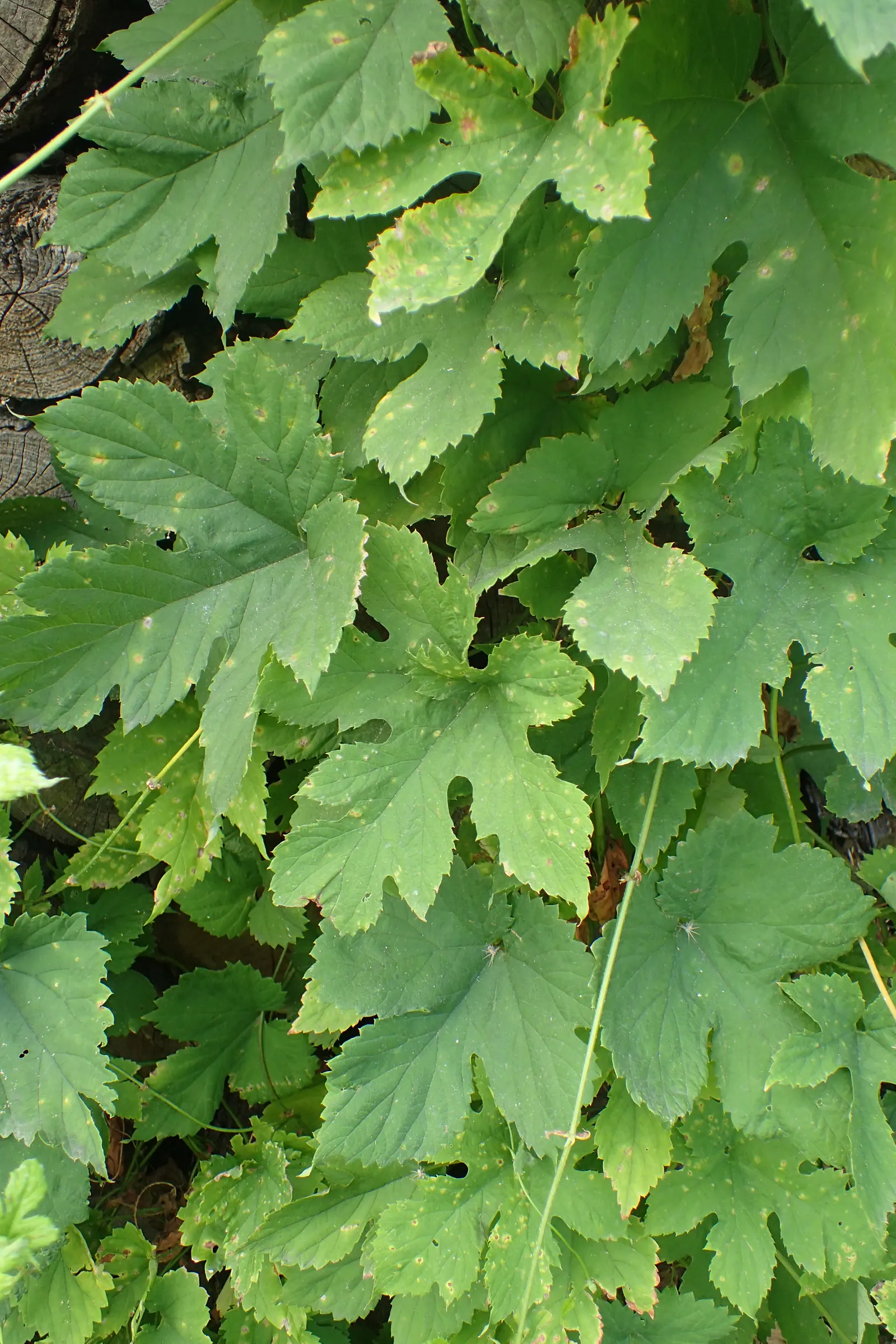 Hops (Humulus Lupulus) — while also offering ornamental appeal in landscape designs; green flowers in the garden, image 55