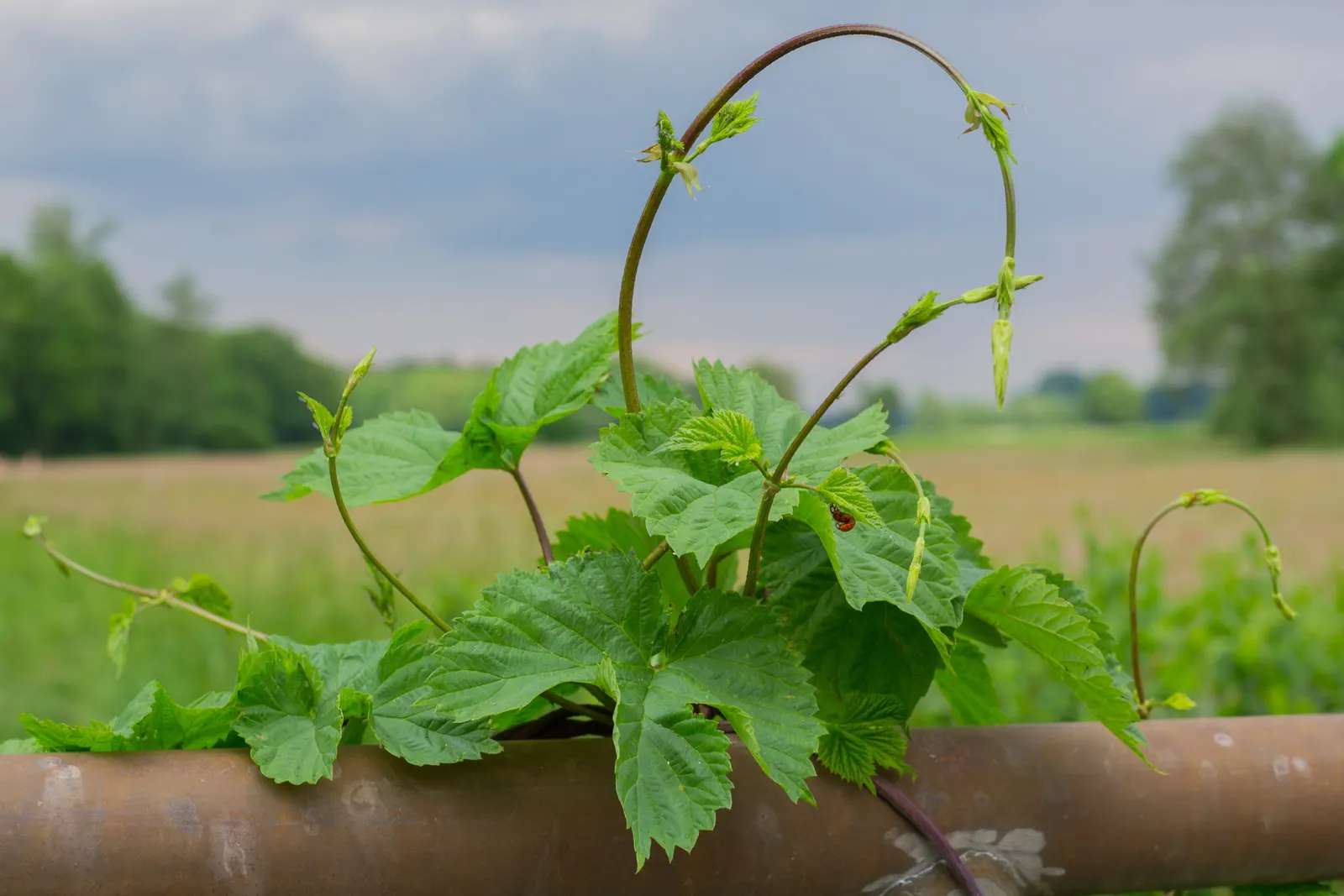 Hops (Humulus Lupulus) — thriving in well-drained soil with full sun to partial shade