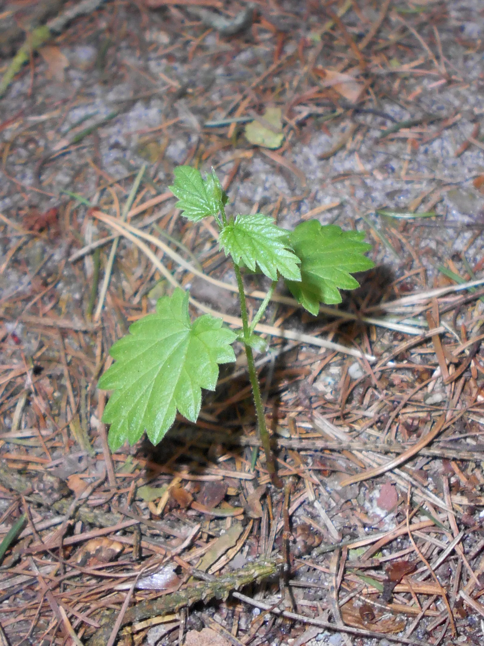 Hops (Humulus Lupulus) — This dioecious plant, with separate male and female plants, requires strong support