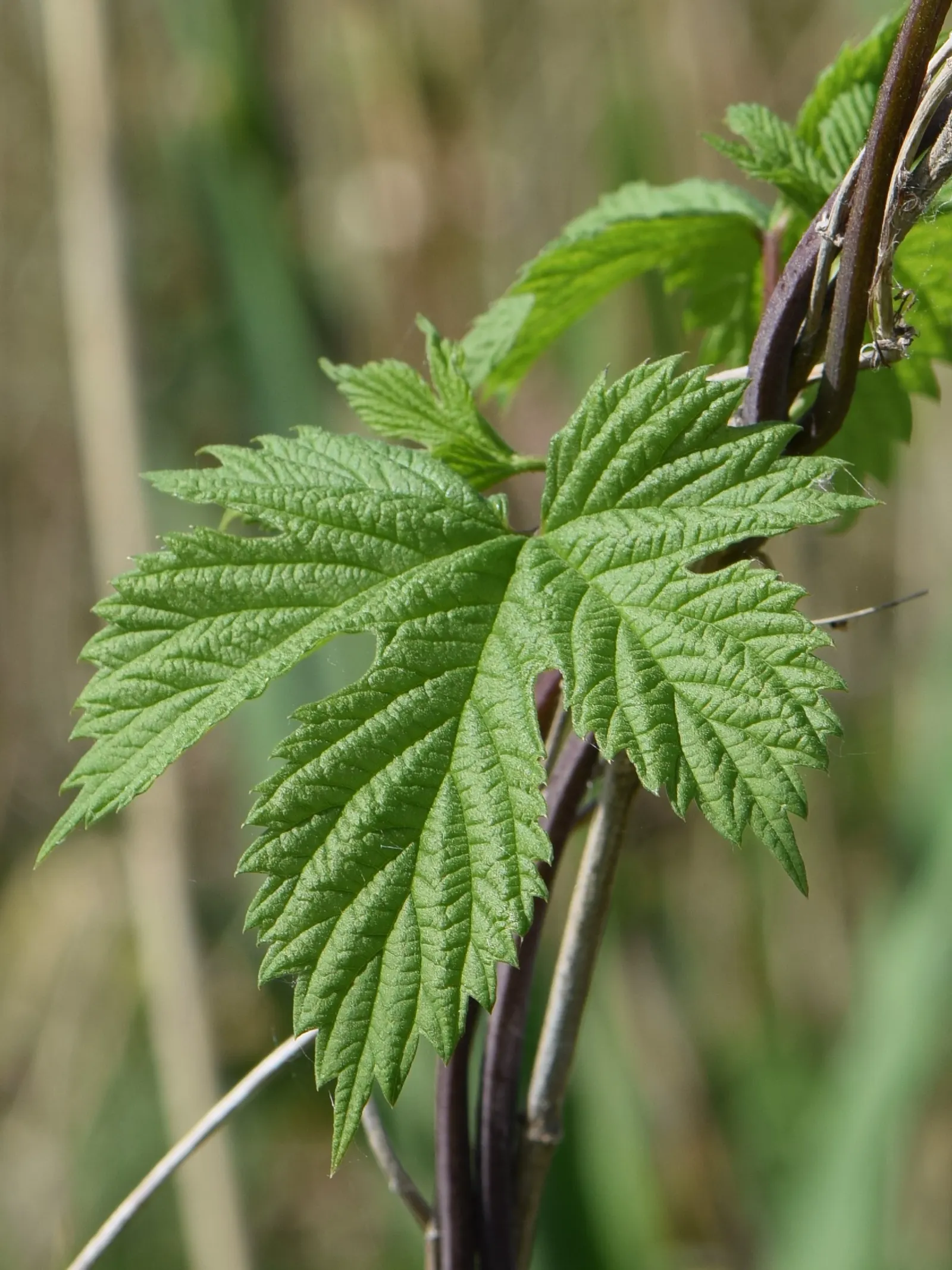 Hops (Humulus Lupulus) — Cultivated varieties can reach 15-25 feet in height