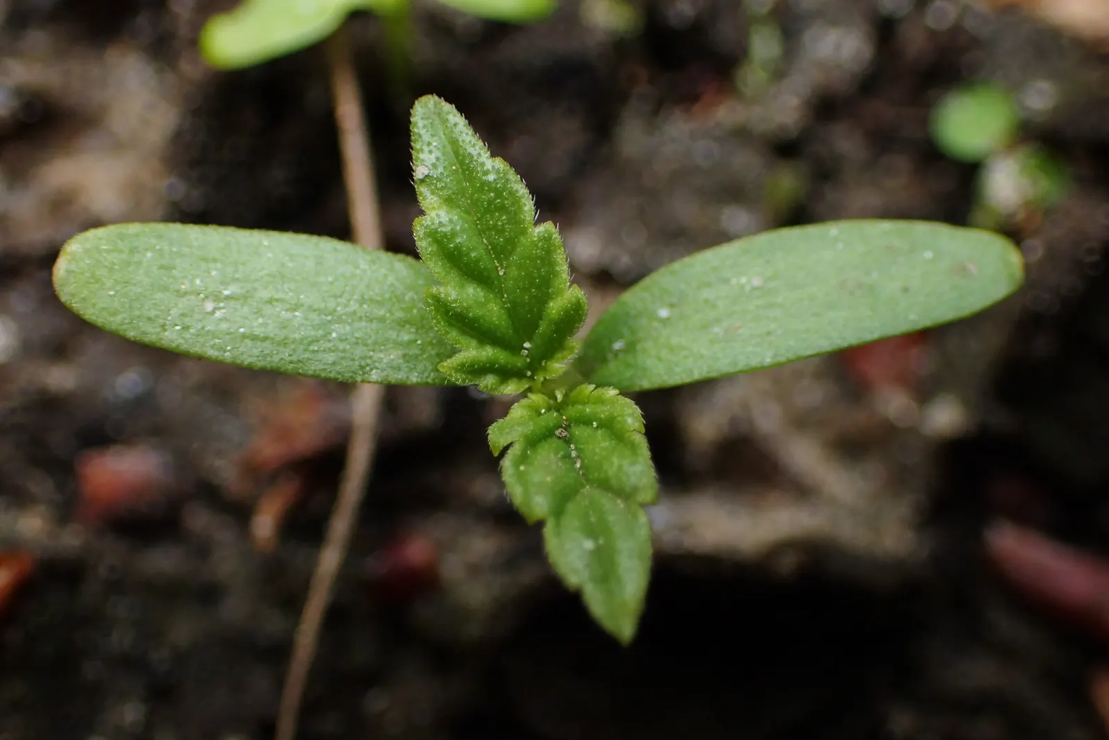 Hops (Humulus Lupulus) — hops are characterized by their climbing