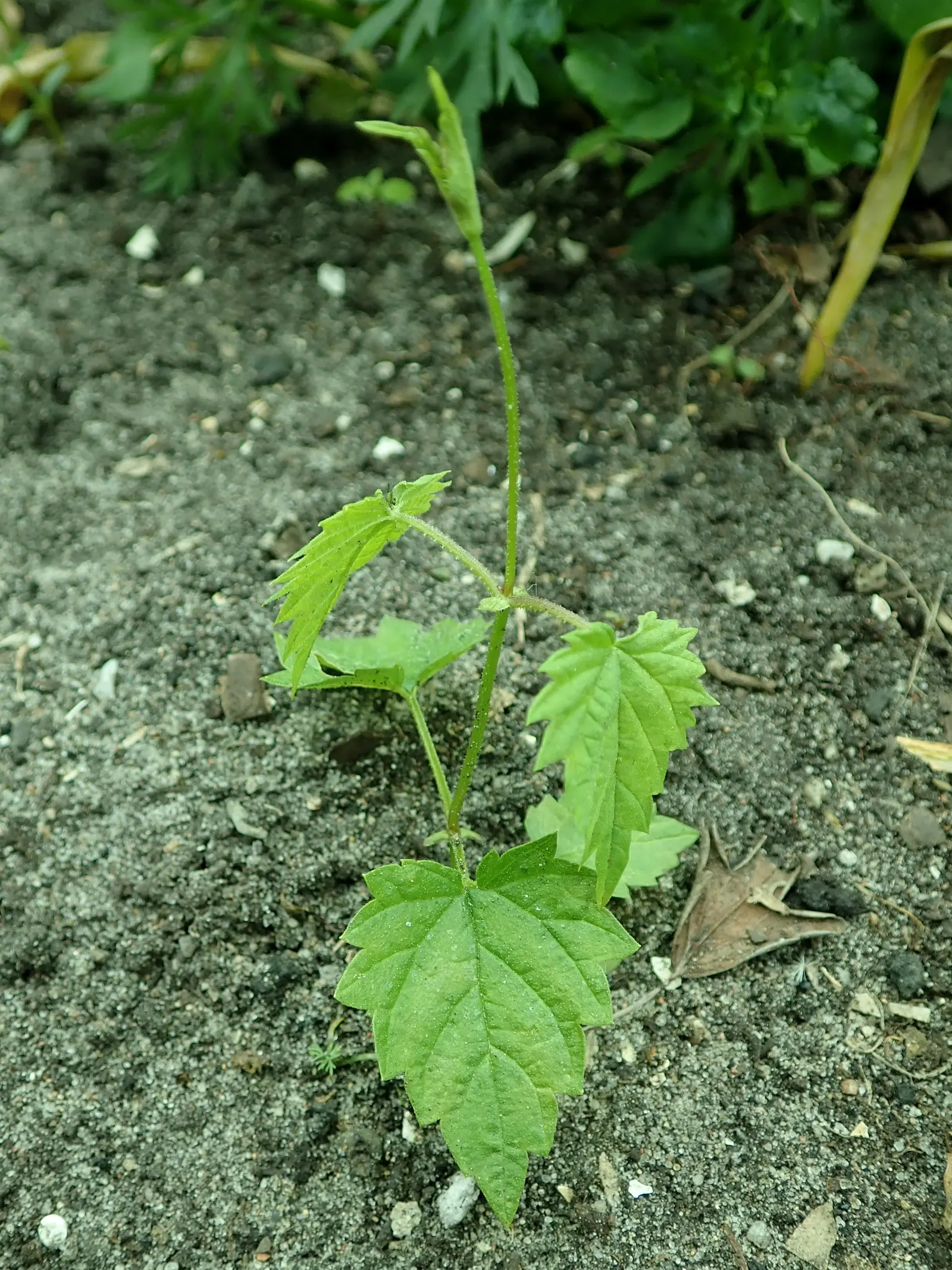 Hops (Humulus Lupulus) — vine with green blooms; aromatic fragrance and are composed of numerous scales that encase the lupulin glands, image 71
