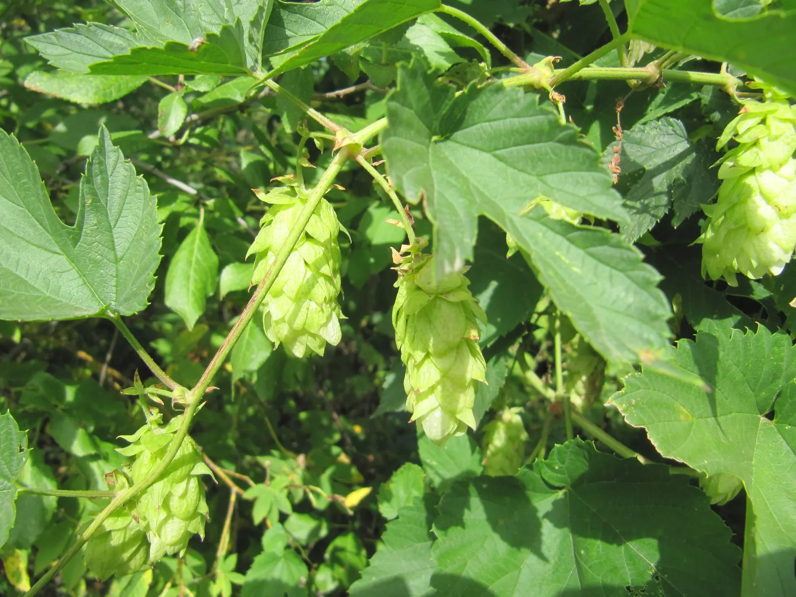 Hops (Humulus Lupulus) — usually around 1 to 3 inches long; which are integral to imparting flavor and stability to beer.<br><br>For optimal growth, image 85