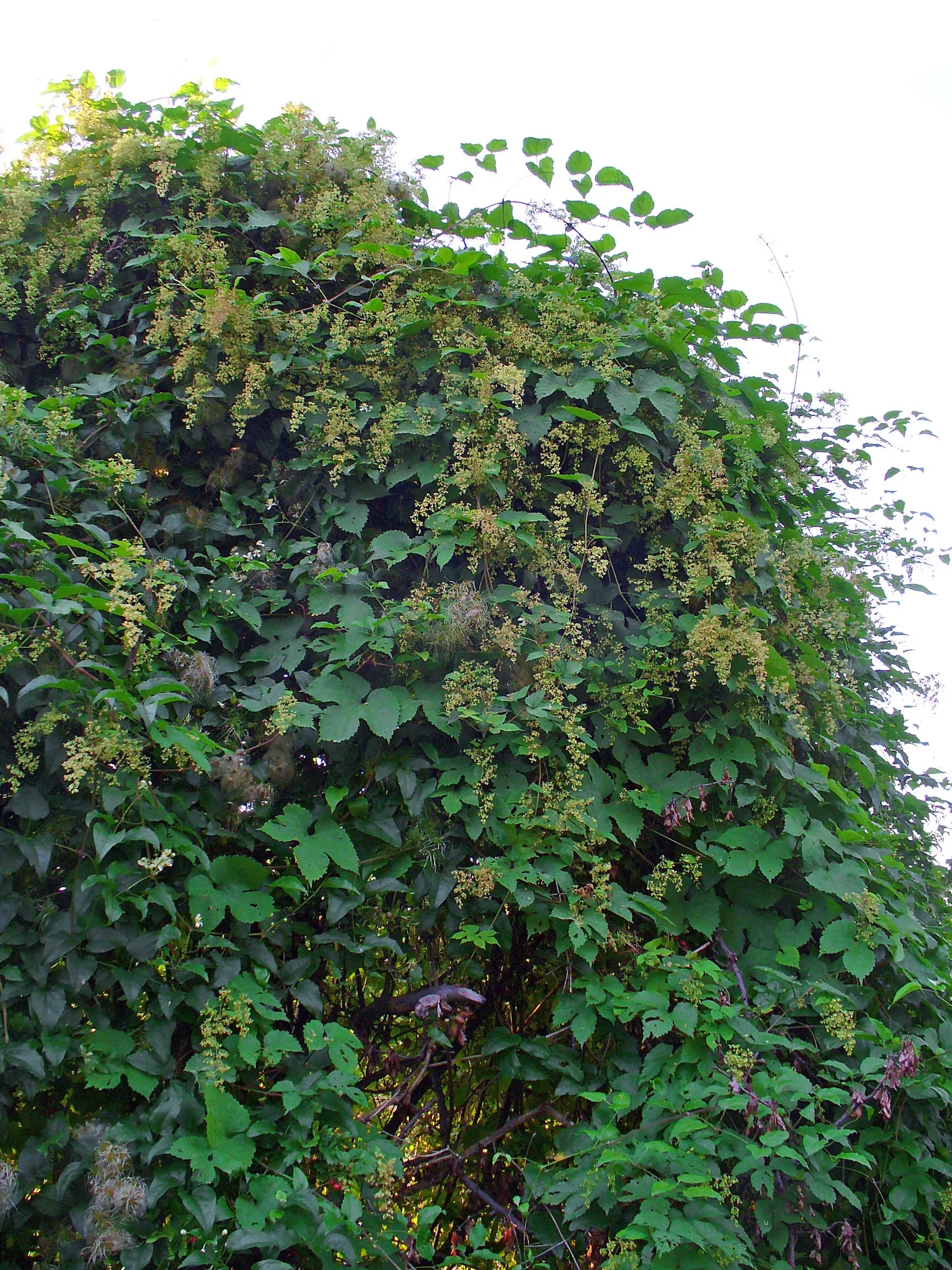 Hops (Humulus Lupulus) — <br><br>When incorporating Humulus lupulus into garden designs, provide ample space for their expansive habit; which are, image 67