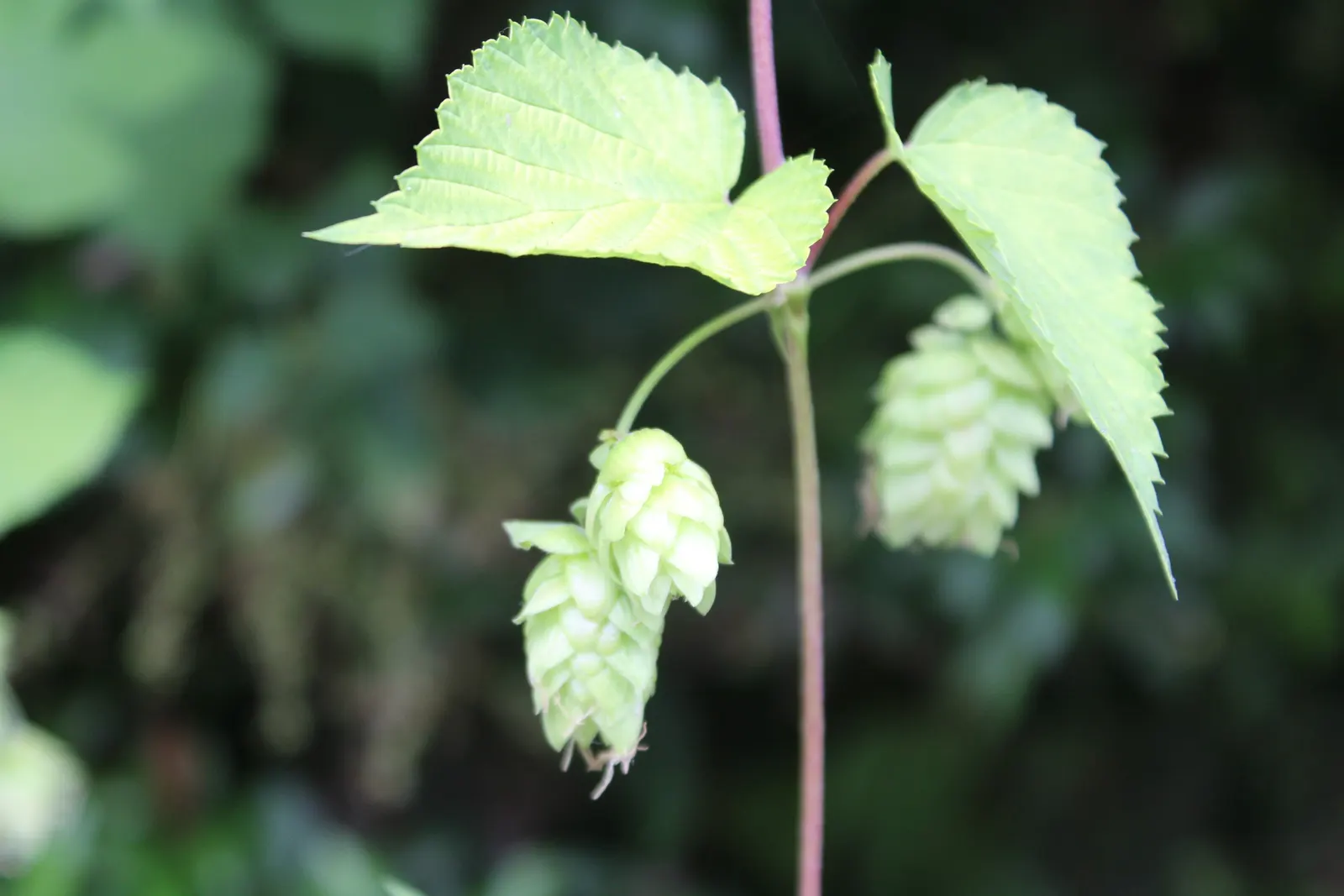 Hops (Humulus Lupulus) — thriving in well-drained soil with full sun to partial shade; and they prefer full sun exposure to maximize their vigorous, image 51