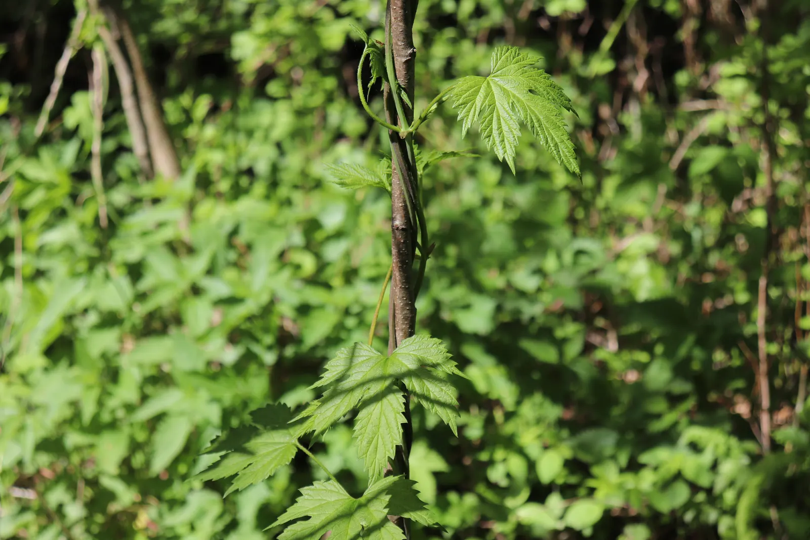 Hops (Humulus Lupulus) — Its deep green, lobed leaves add a lush backdrop, while late summer blooms appeal to craft beer enthusiasts; native to the Northern