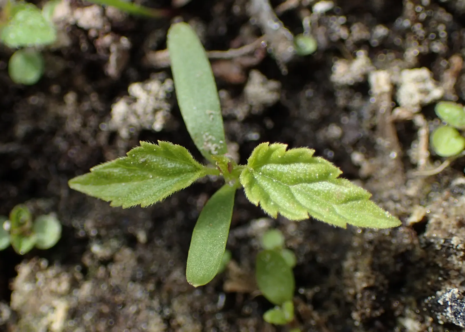 Hops (Humulus Lupulus) — is a hardy perennial plant that plays a pivotal role in the brewing industry; these glands produce an array of essential, image 54