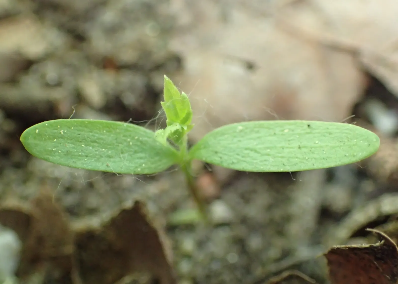 Hops (Humulus Lupulus) — is a hardy perennial plant that plays a pivotal role in the brewing industry; these glands produce an array of essential, image 78