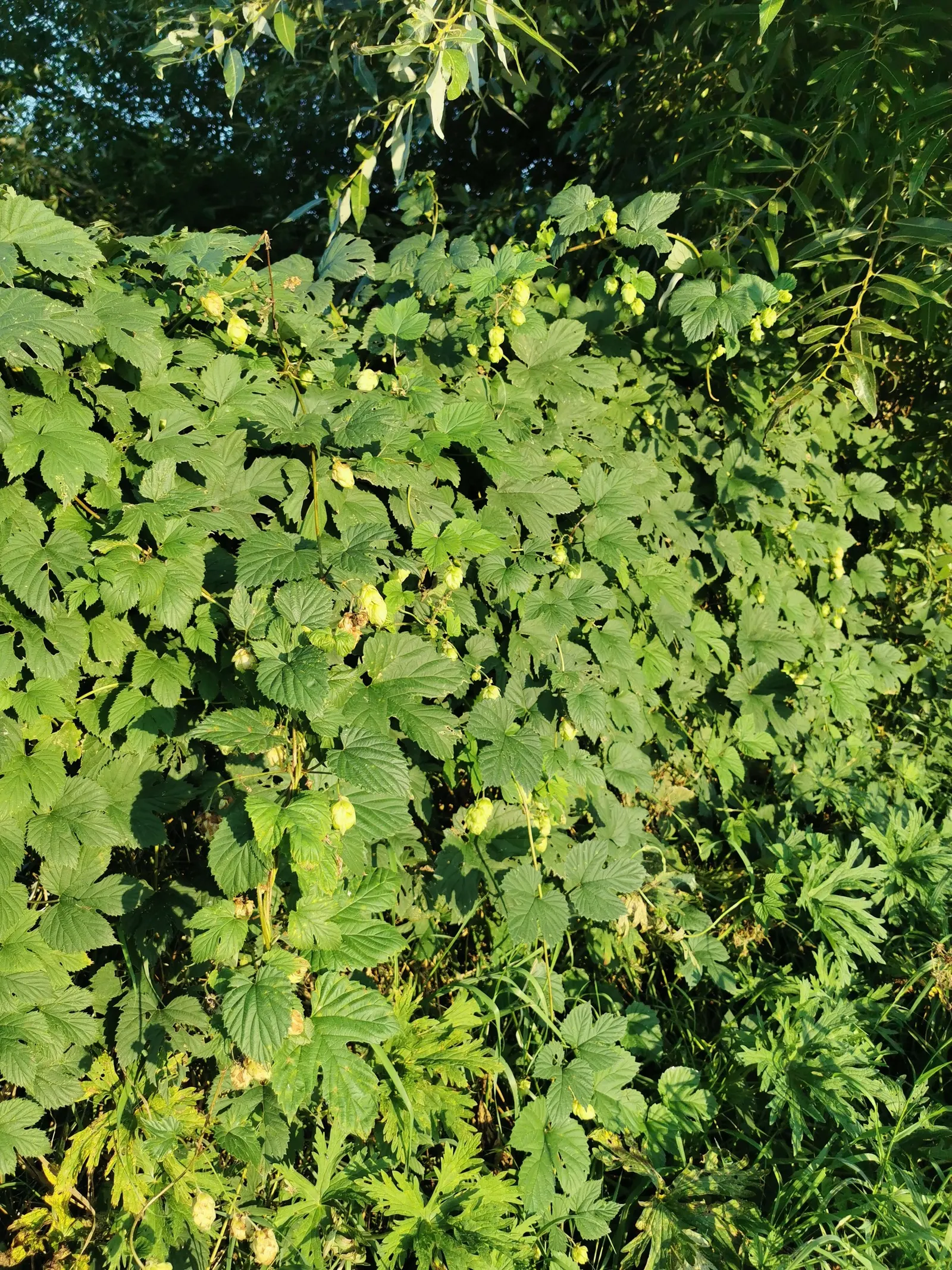 Hops (Humulus Lupulus) — Native to the Northern Hemisphere; its deep green, lobed leaves add a lush backdrop, while late summer blooms appeal to, image 80