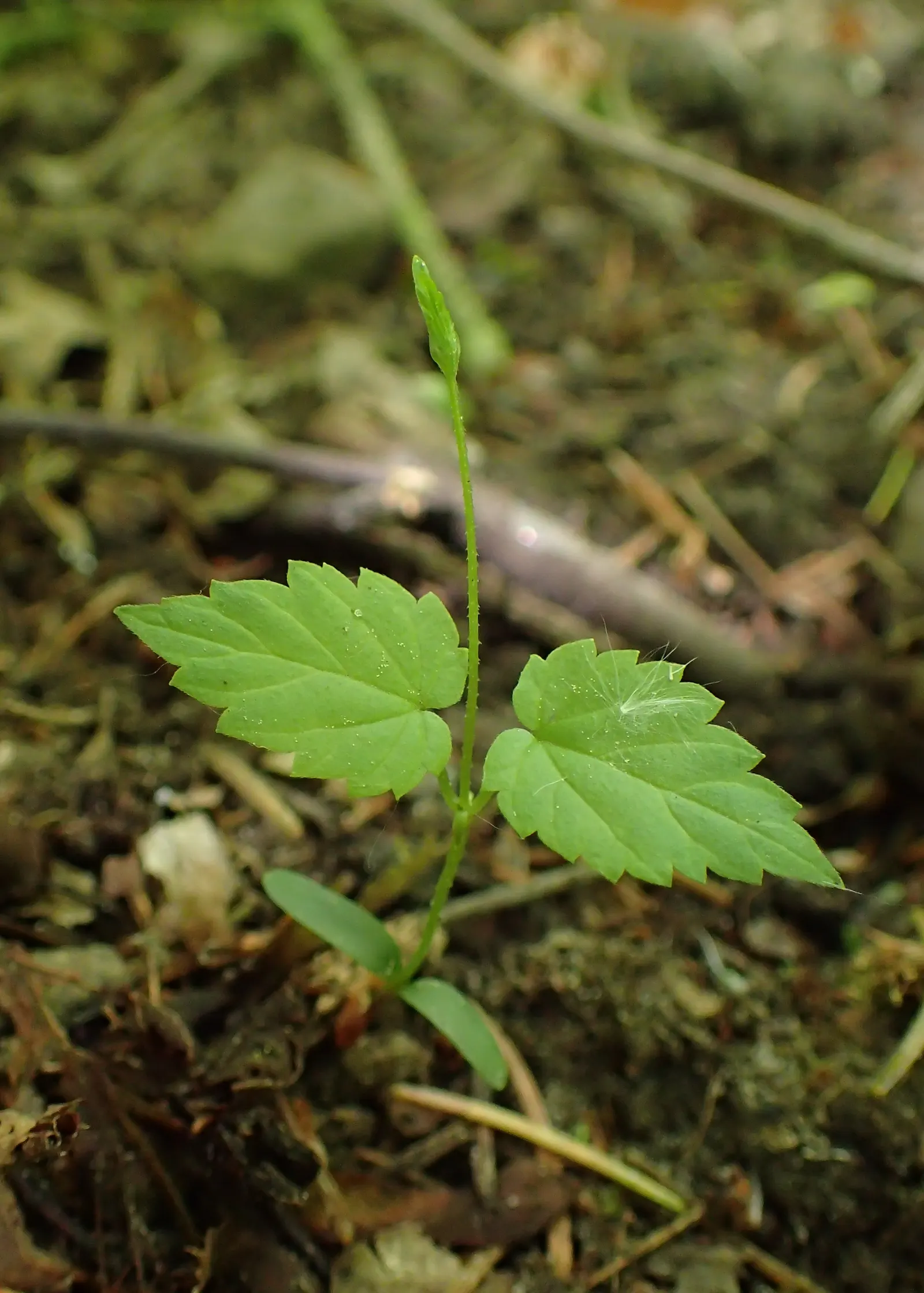Hops (Humulus Lupulus) — which are technically termed bines and can reach lengths of 15 to 25 feet annually; <br><br>When incorporating Humulus, image 82