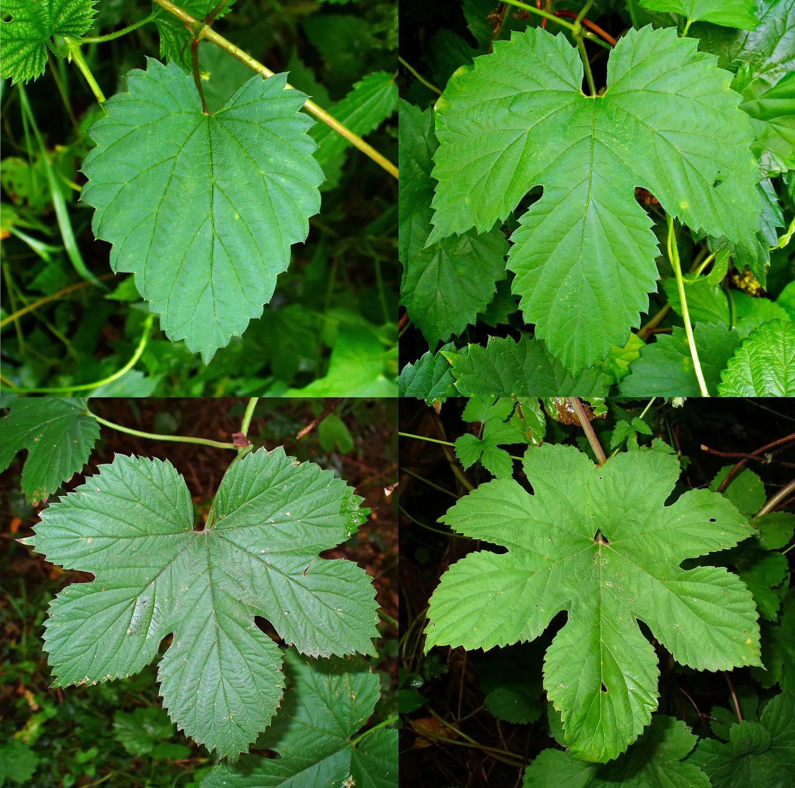 Hops (Humulus Lupulus) — These green to pale yellow cones; hops are characterized by their climbing