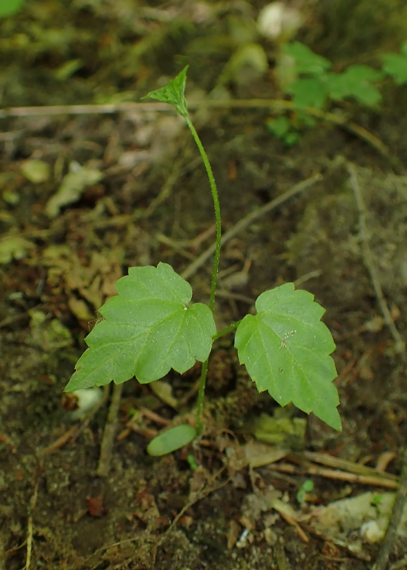 Hops (Humulus Lupulus) — aromatic fragrance and are composed of numerous scales that encase the lupulin glands; vine with green blooms, image 86