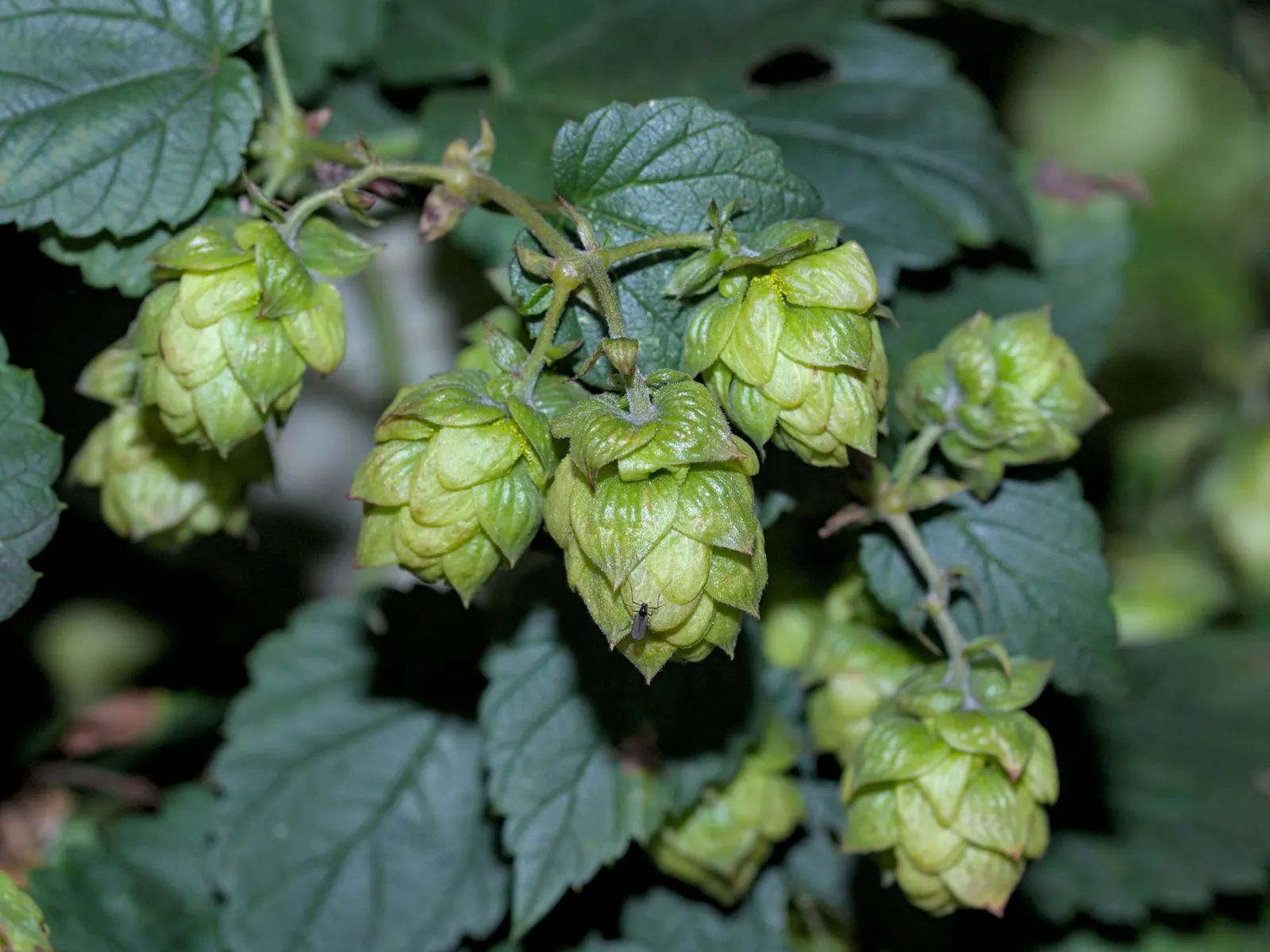 Hops (Humulus Lupulus) — is a hardy perennial plant that plays a pivotal role in the brewing industry; these glands produce an array of essential oils and