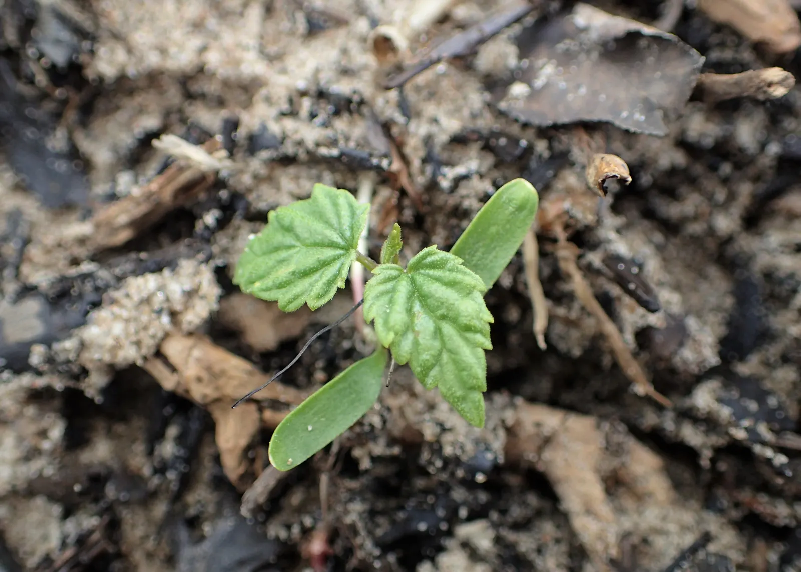 Hops (Humulus Lupulus) — and they prefer full sun exposure to maximize their vigorous growth tendency; thriving in well-drained soil with full sun to partial