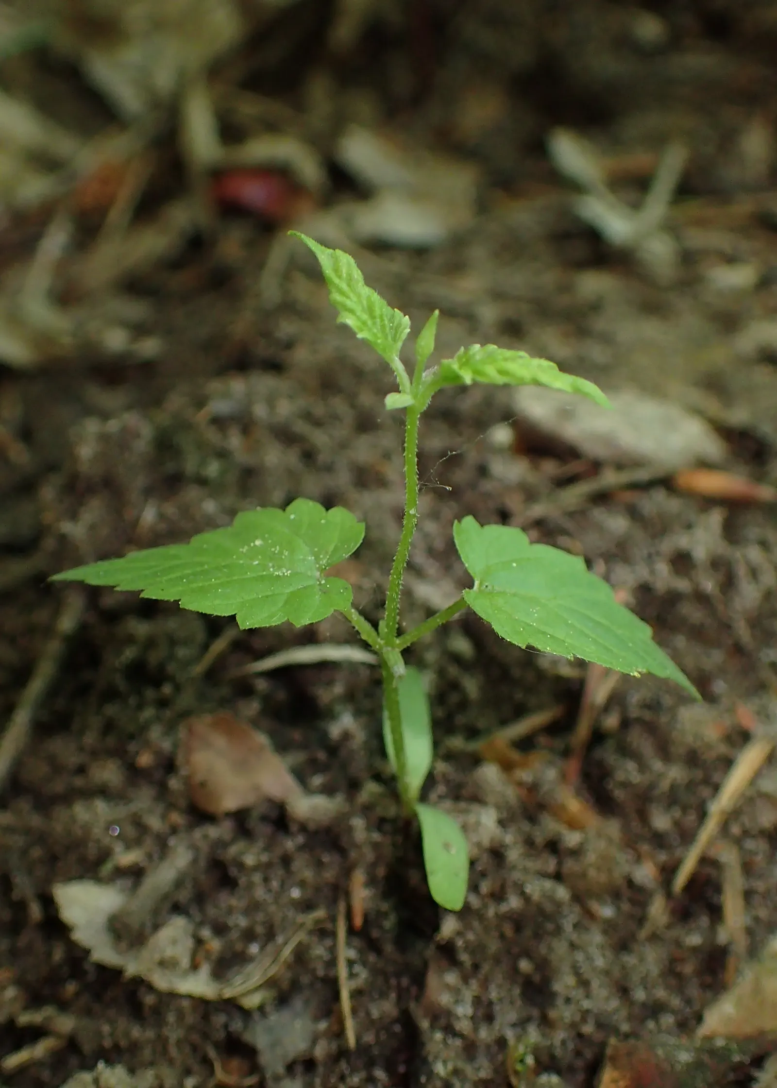 Hops (Humulus Lupulus) — which are technically termed bines and can reach lengths of 15 to 25 feet annually; <br><br>When incorporating Humulus lupulus into