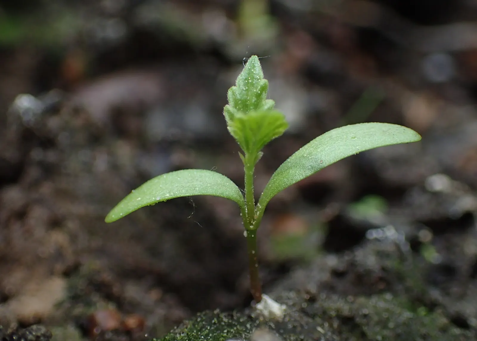Hops (Humulus Lupulus) — These green to pale yellow cones; hops are characterized by their climbing, image 84