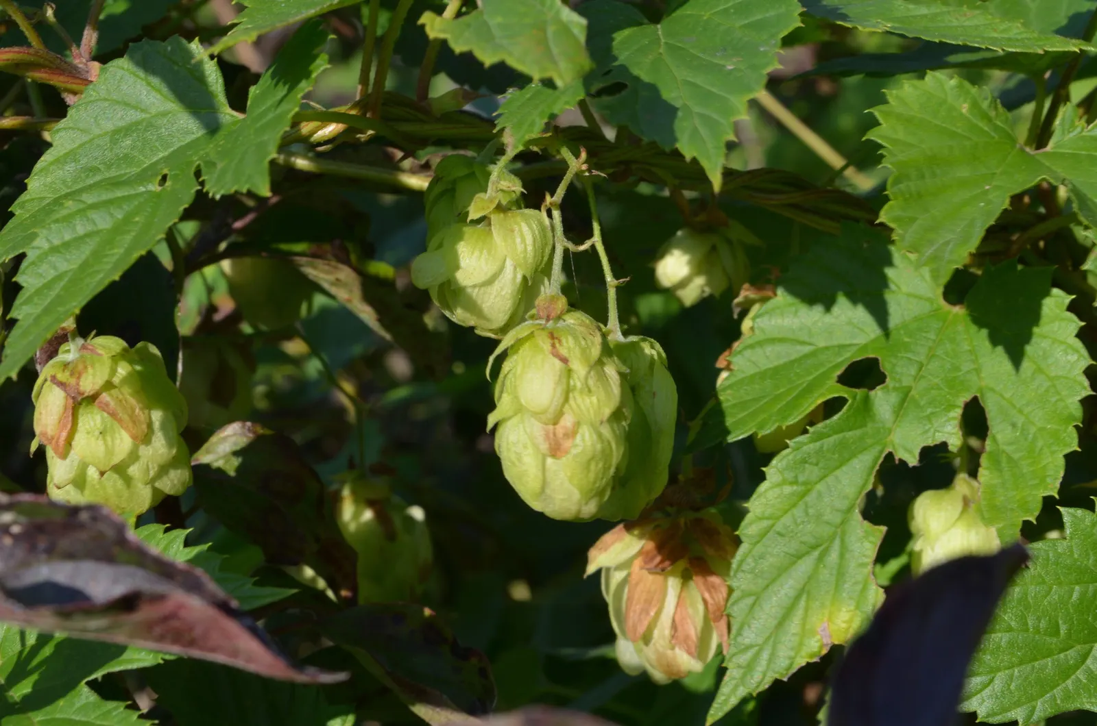 Hops (Humulus Lupulus) — as well as attract pollinators with their aromatic flowers; vine for full