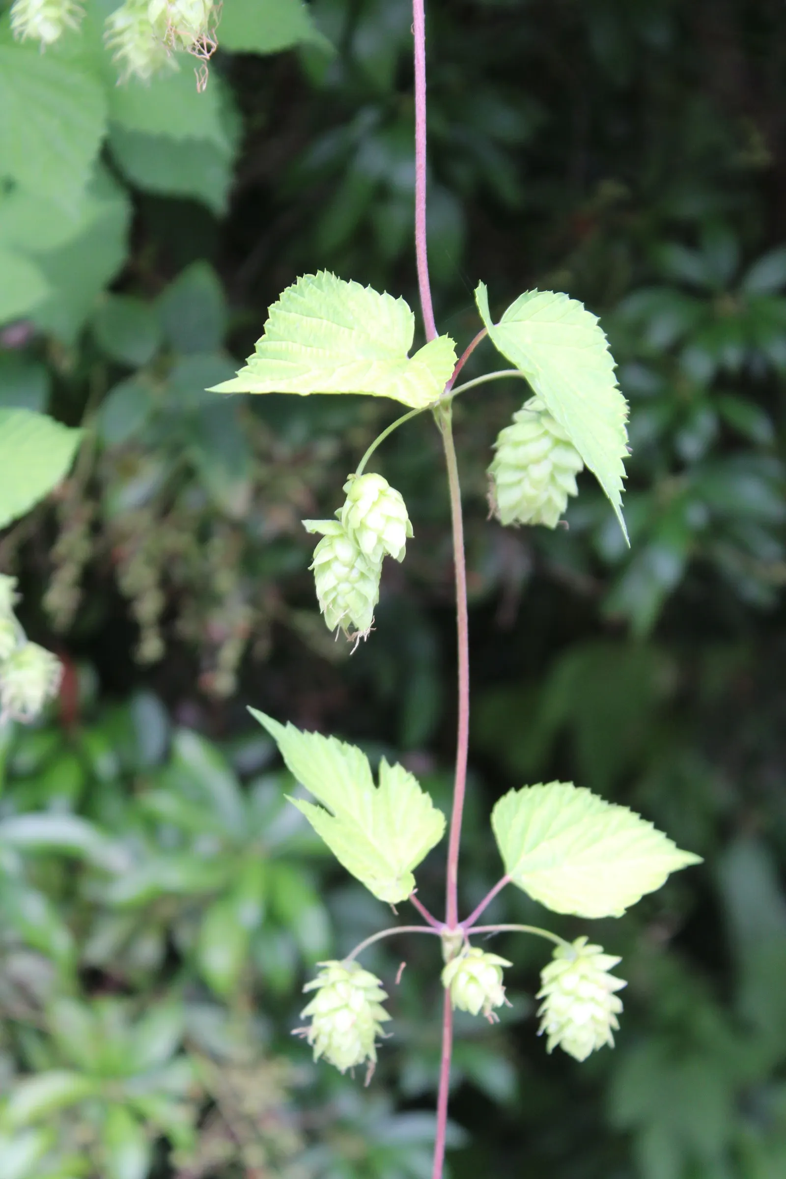 Hops (Humulus Lupulus) — vine with green blooms
