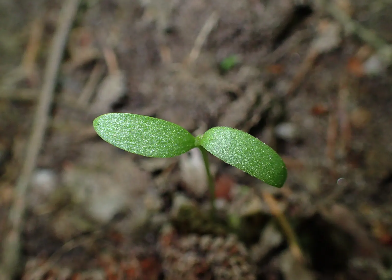 Hops (Humulus Lupulus) — which are the female inflorescences of the species; cultivated varieties can reach 15-25 feet in height, image 83