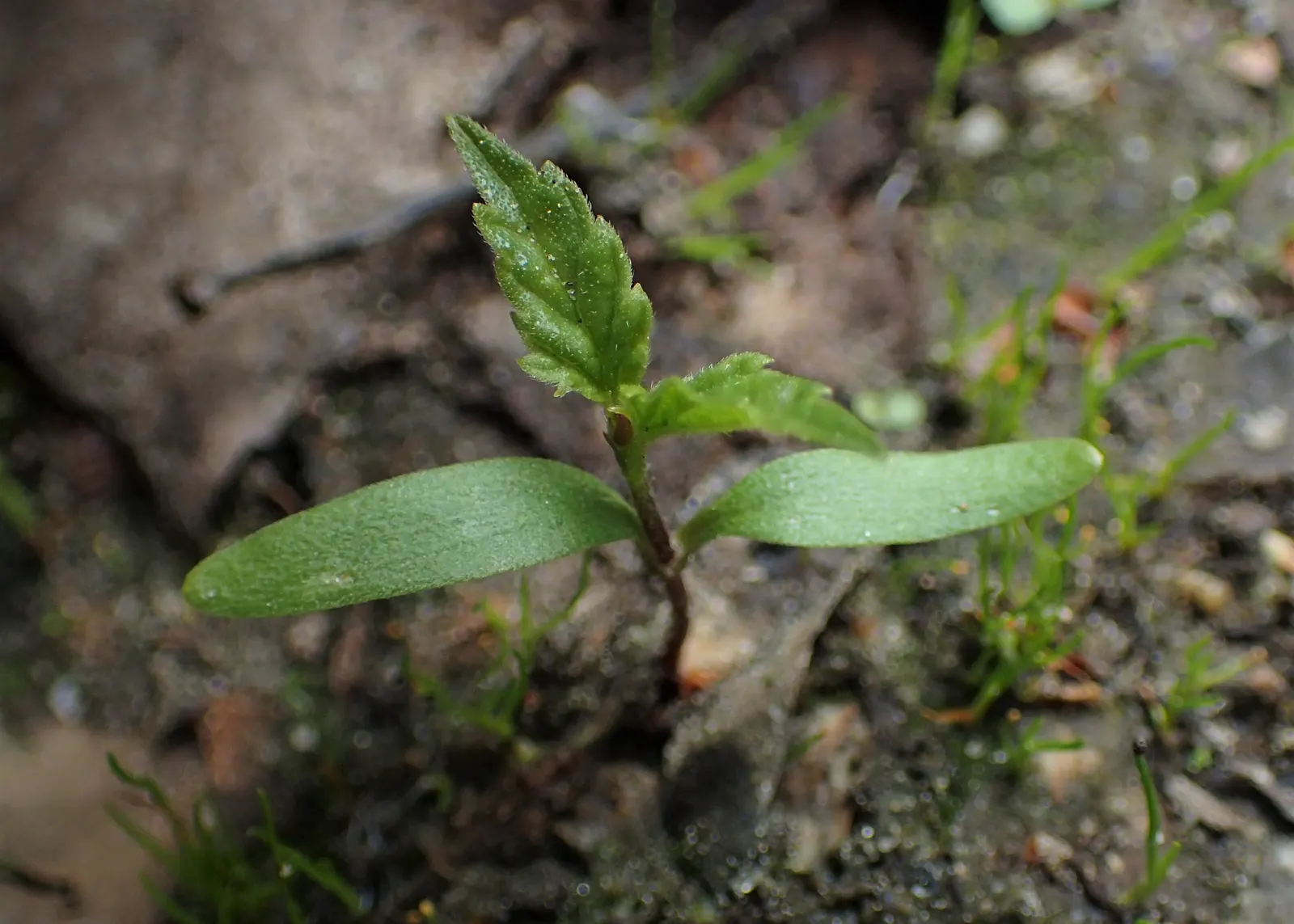 Hops (Humulus Lupulus) — hops demand well-drained soil with a pH ranging from 6.0 to 7.5