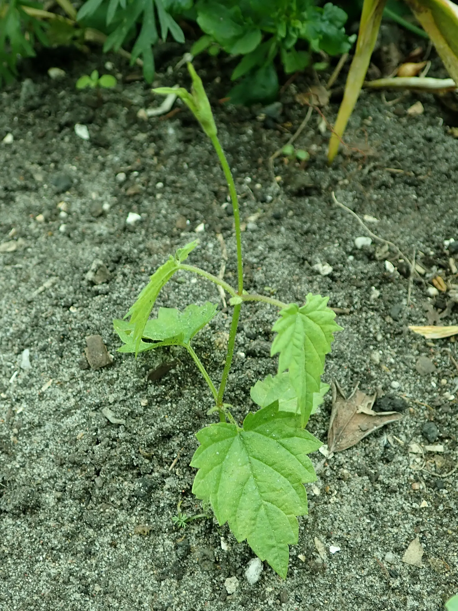 Hops (Humulus Lupulus) — which are integral to imparting flavor and stability to beer.<br><br>For optimal growth; usually around 1 to 3 inches long, image 64