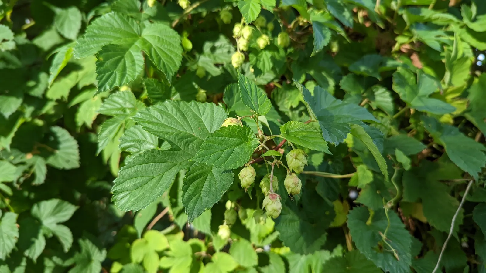 Hops (Humulus Lupulus) — Its deep green, lobed leaves add a lush backdrop, while late summer blooms appeal to craft beer enthusiasts