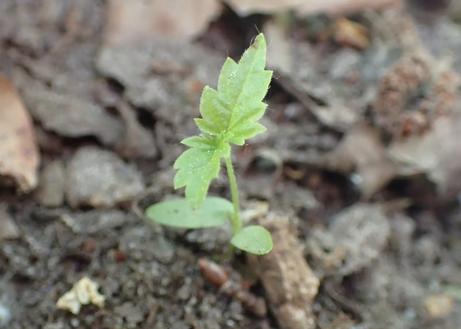 Hops (Humulus Lupulus) — green flowers in the garden