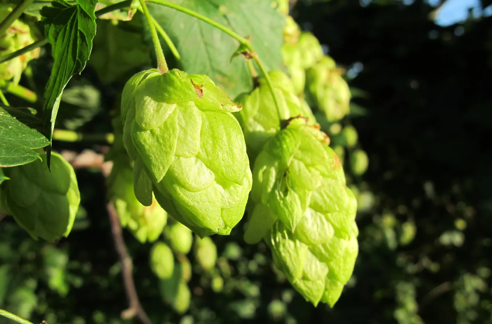 Hops (Humulus Lupulus) — Cultivated varieties can reach 15-25 feet in height; which are the female inflorescences of the species