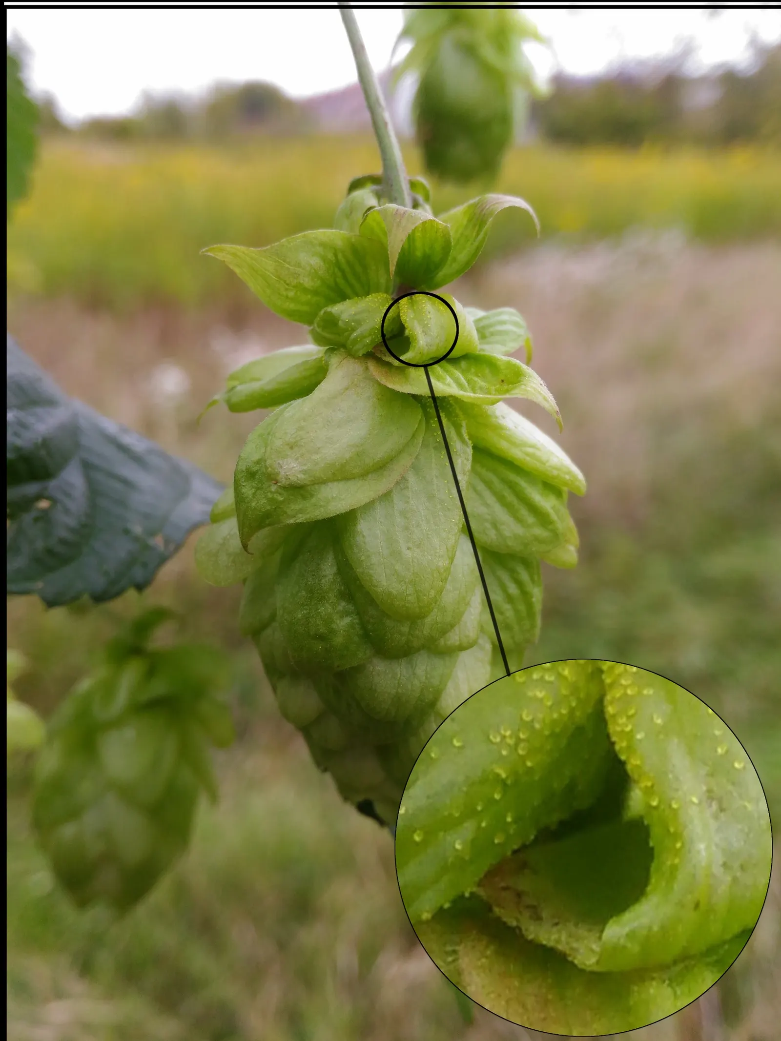 Hops (Humulus Lupulus) — vine for full; as well as attract pollinators with their aromatic flowers