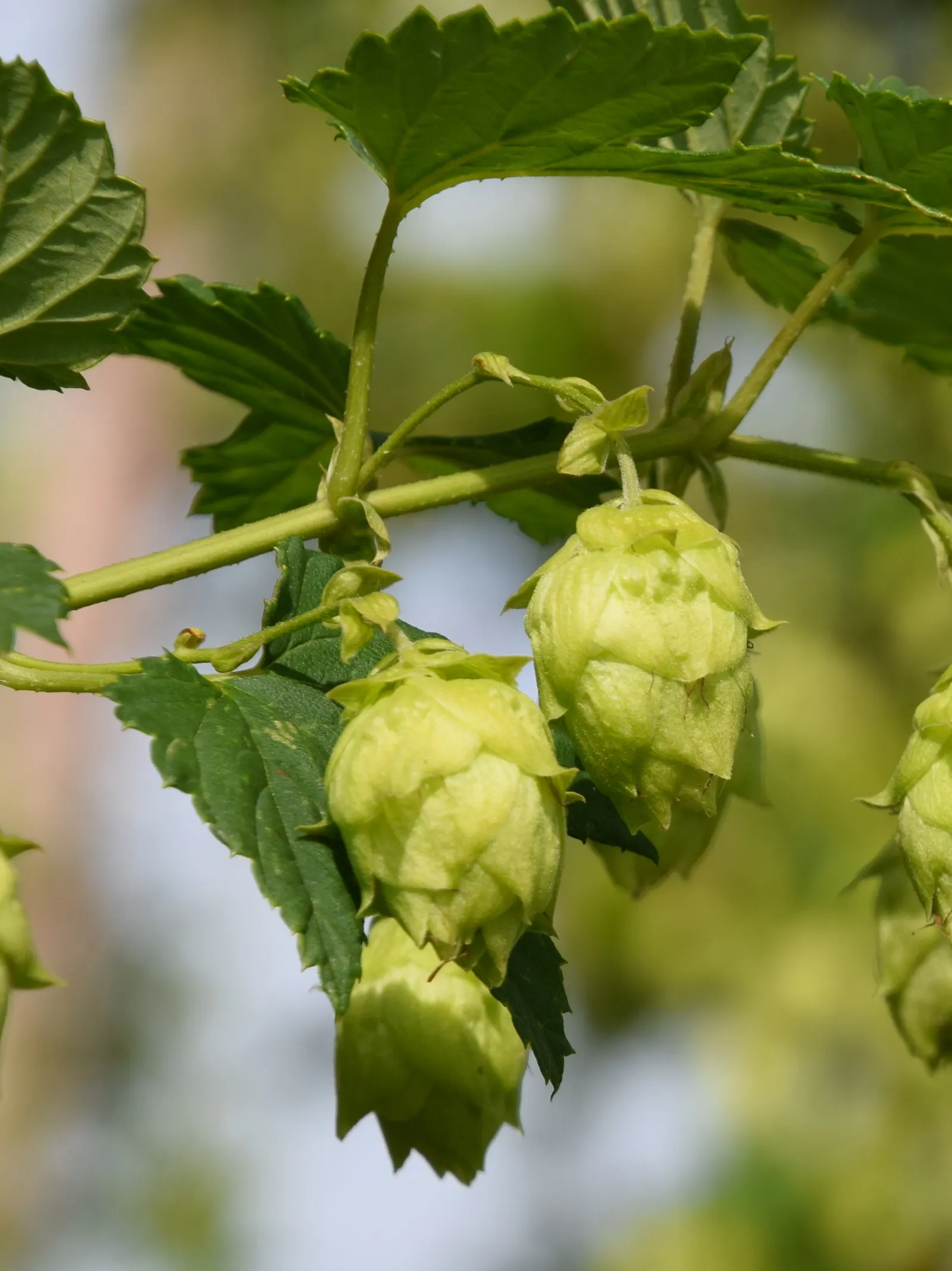Hops (Humulus Lupulus) — <br><br>When incorporating Humulus lupulus into garden designs, provide ample space for their expansive habit; which are technically