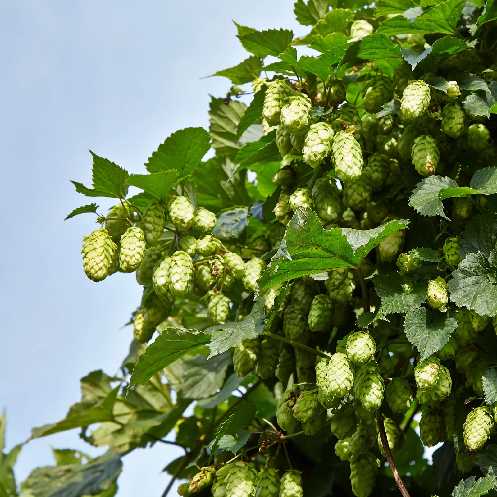 Hops (Humulus Lupulus) — Its deep green, lobed leaves add a lush backdrop, while late summer blooms appeal to craft beer enthusiasts; native to the, image 77