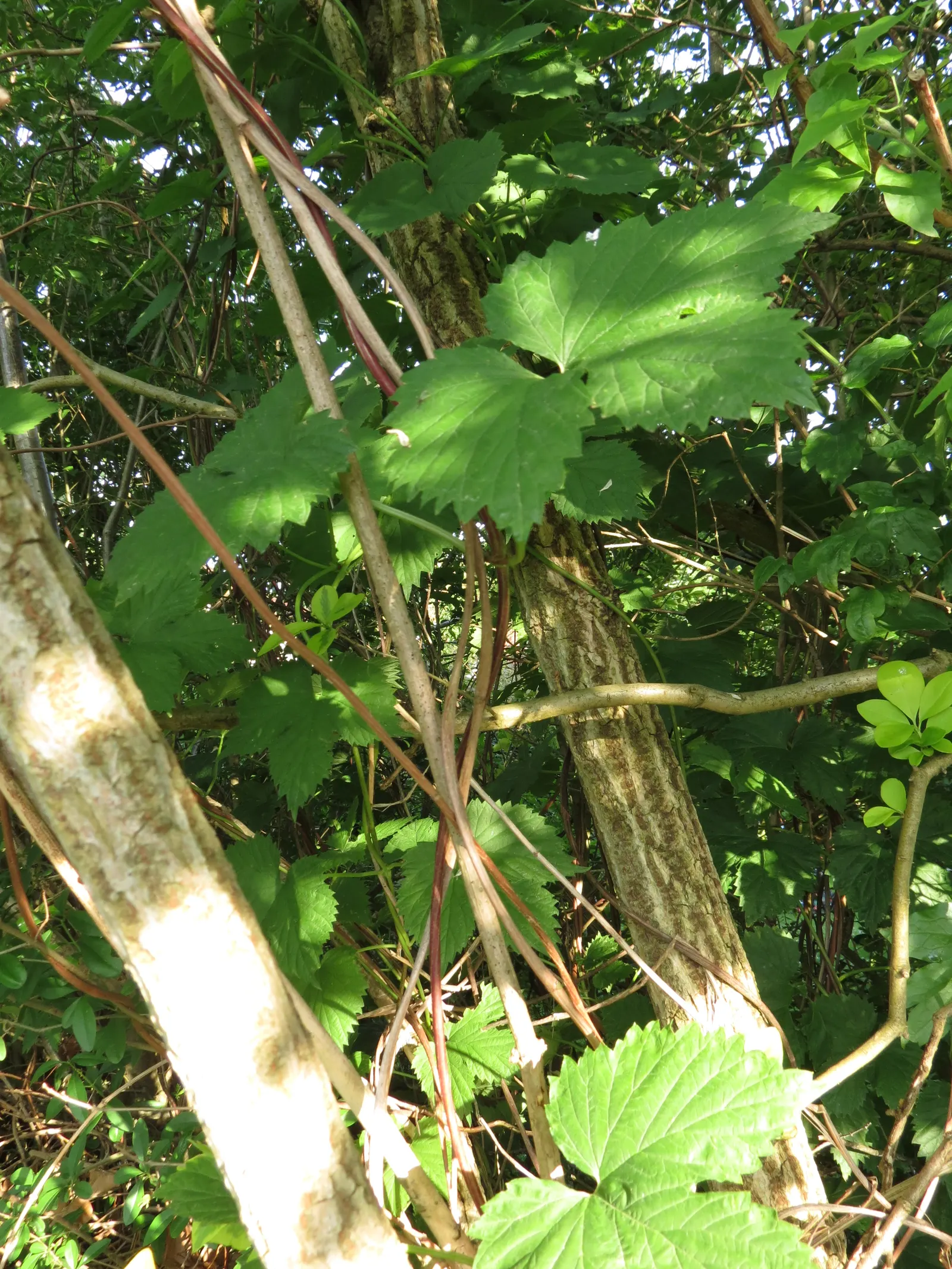 Hops (Humulus Lupulus) — Including hops can bring vertical interest to the space; hops demand well-drained soil with a pH ranging from 6.0 to 7.5, image 68